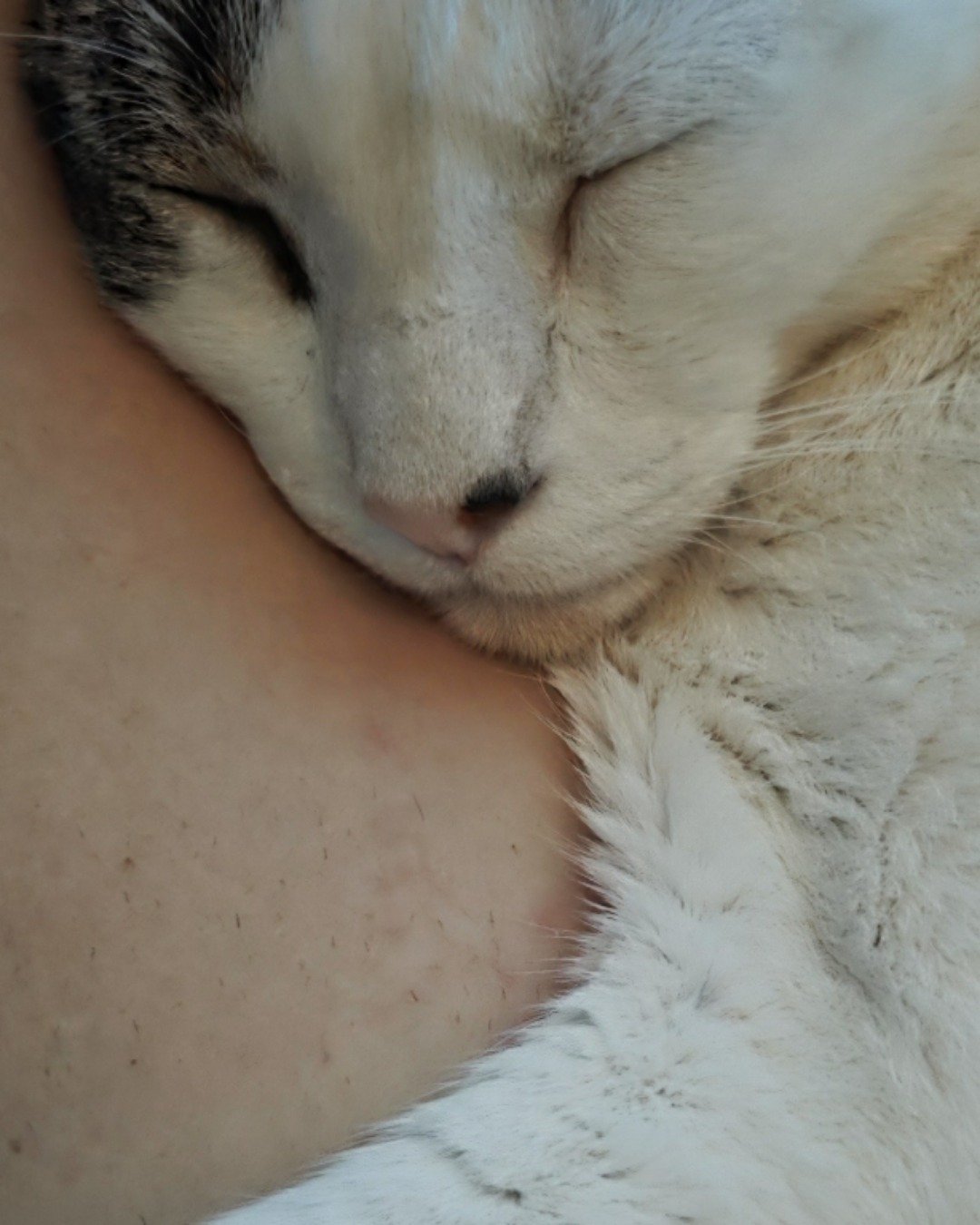 Knox. Person, Sleeping, Cat, Kitten