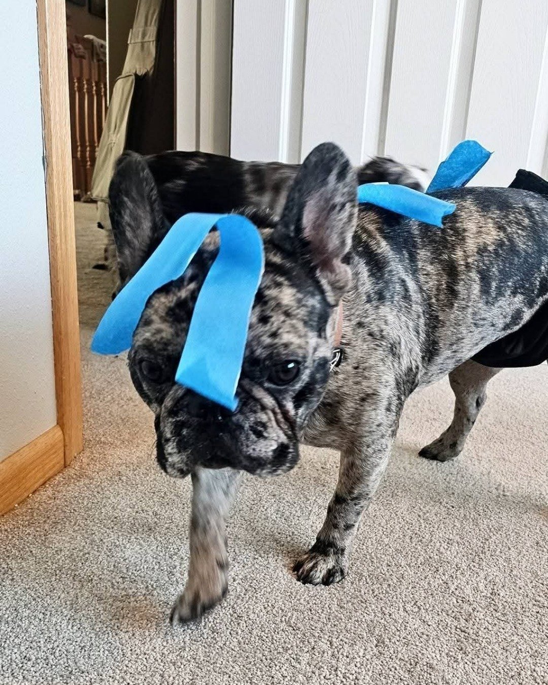 Porkchop the frenchton. Bulldog, Dog, French Bulldog, Puppy