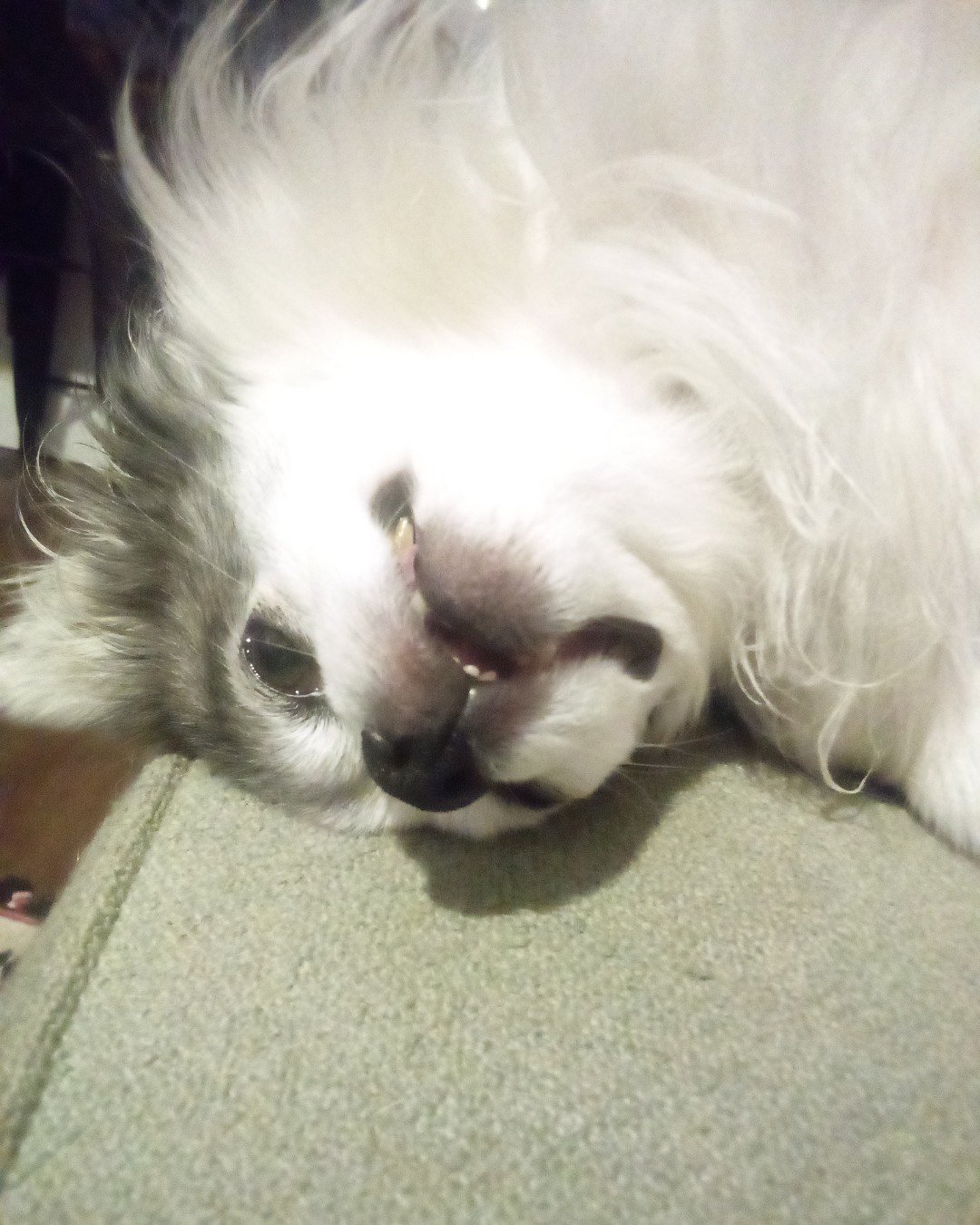 Patches the Long Hair Chihuahua. Dog, Puppy, Eskimo Dog, Cat