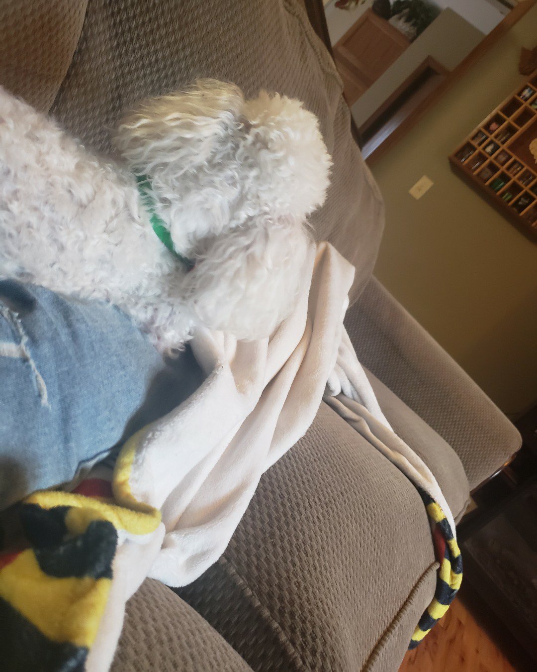 Zoe the teddy bear. Couch, Furniture, Cushion, Home Decor, Dog, Puppy
