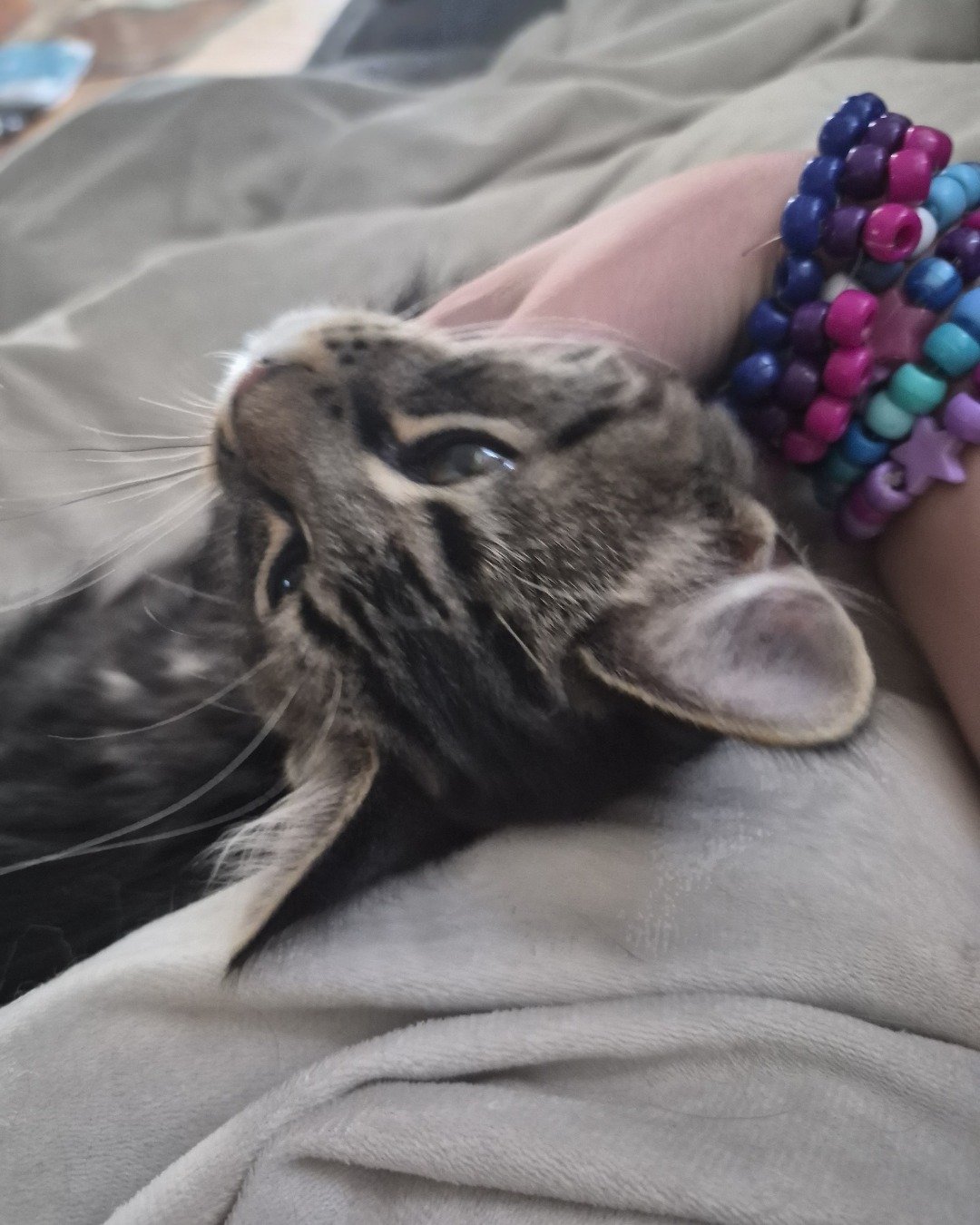 Noodle the Domestic longhair. Accessories, Jewelry, Necklace, Cat, Kitten, Bracelet