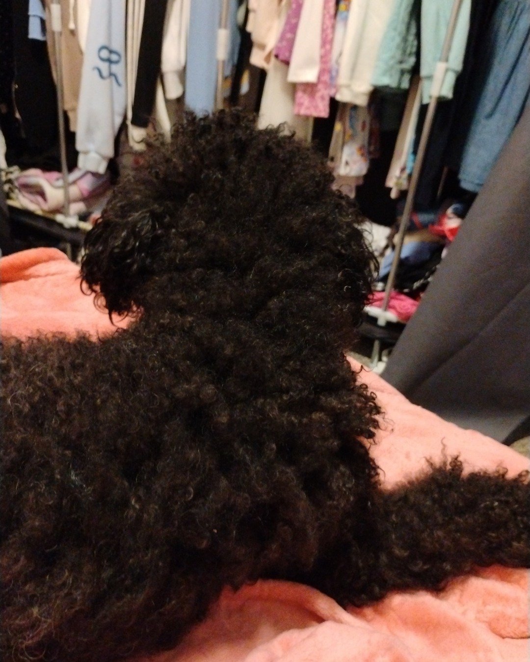 Brownie the black poodle. Person, Dog, Poodle, Furniture, Indoors