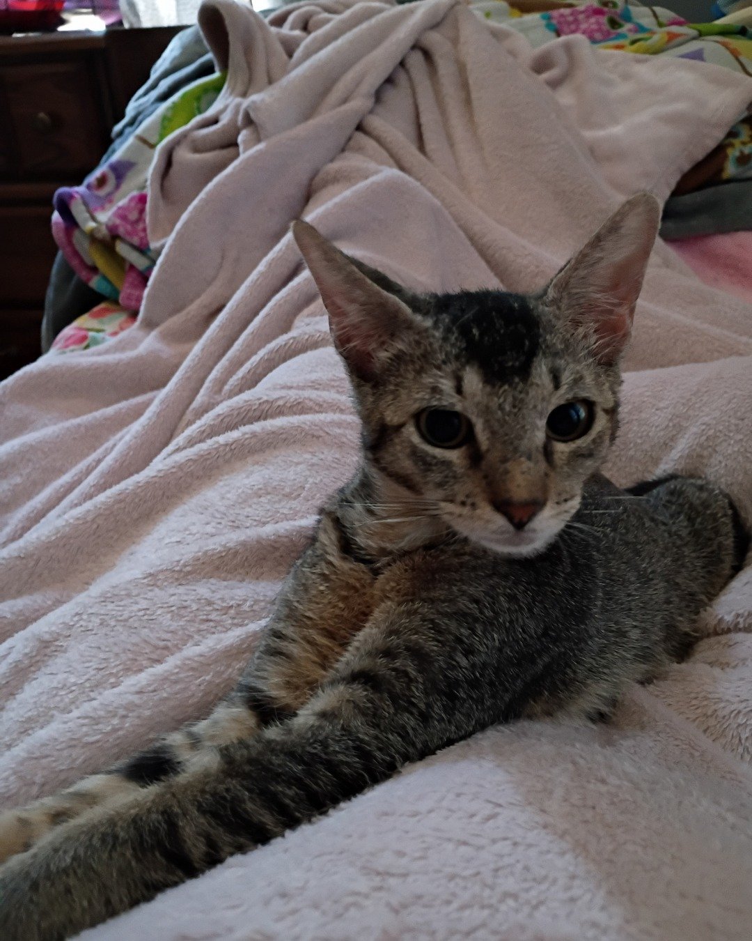 Biscuit the Tabby. Abyssinian, Cat, Blanket