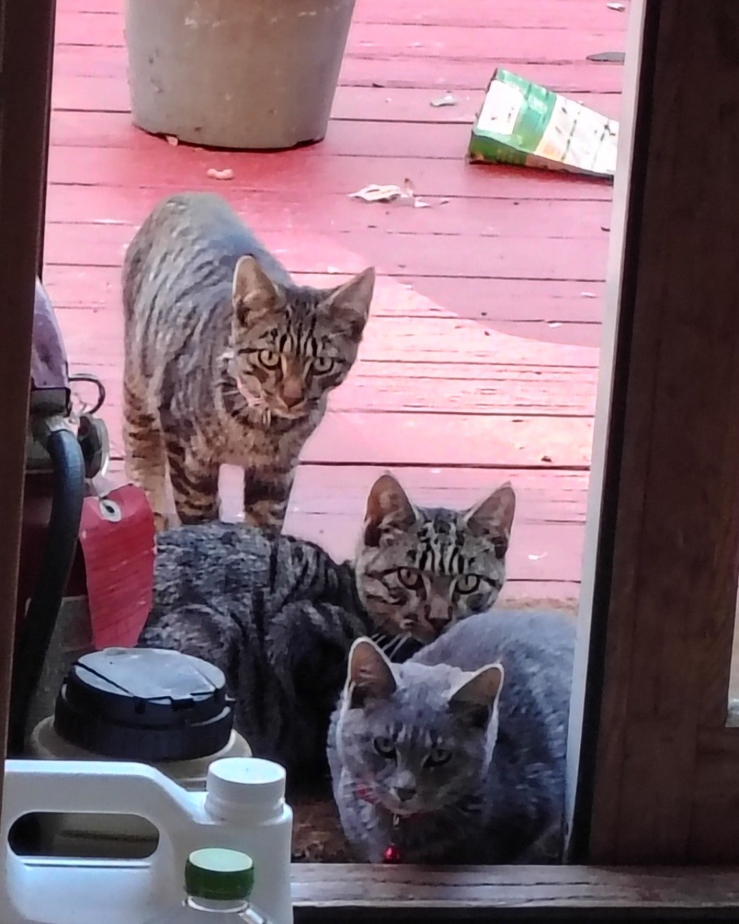 The brothers {Zeus peanut Oreo and sometimes there sister an the domestic short-haired. Plant, Potted Plant, Jar, Planter, Pottery, Vase