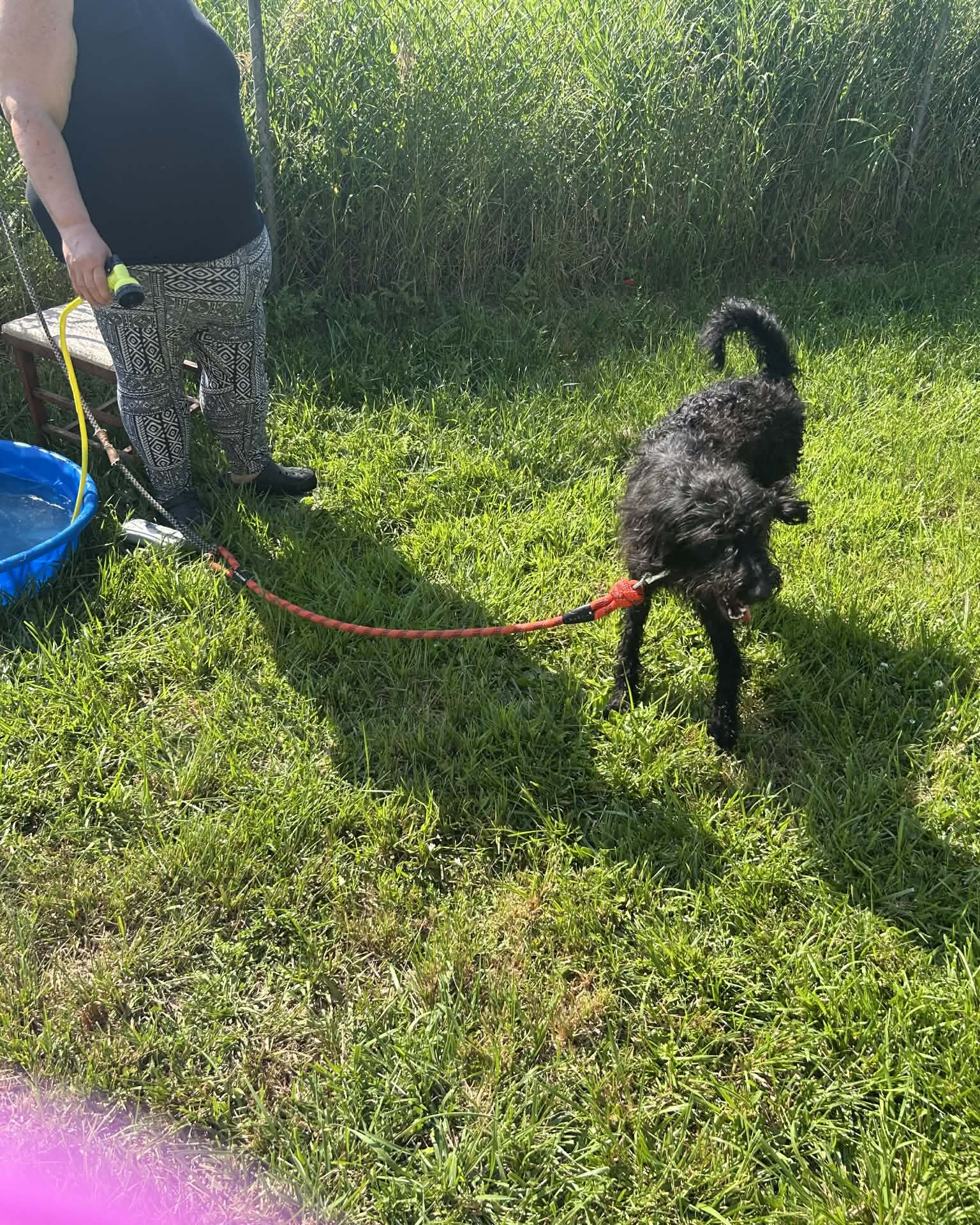 Bellatrix the Airdale/Wire-haired Pointer Griffin. Grass, Plant, Dog, Person, Walking Dog