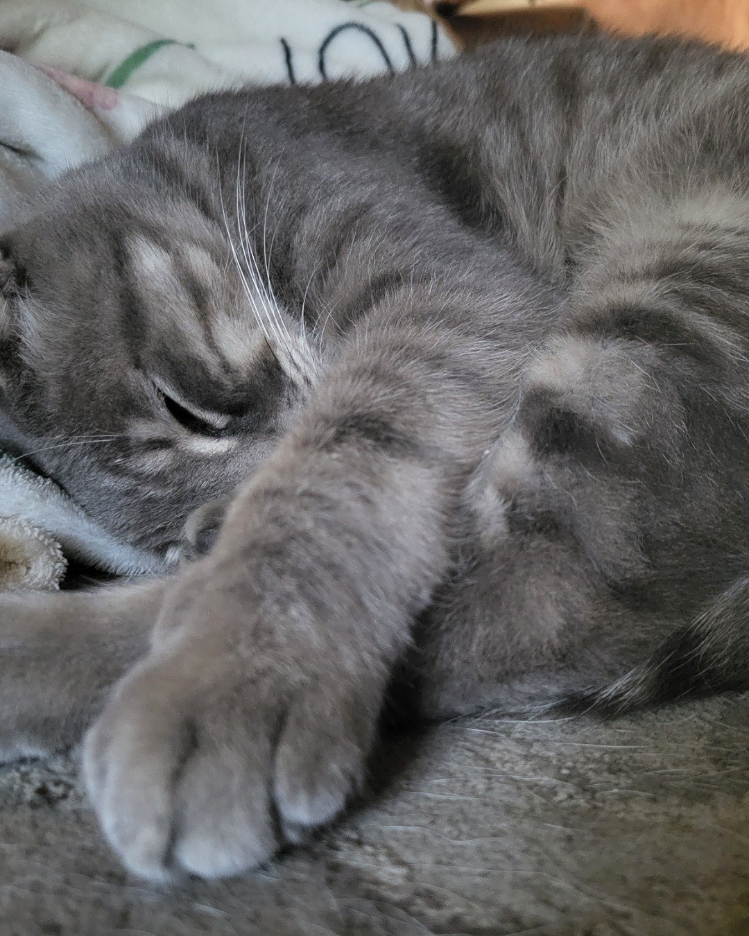 Jack the Tabby. Person, Sleeping, Cat, Kitten