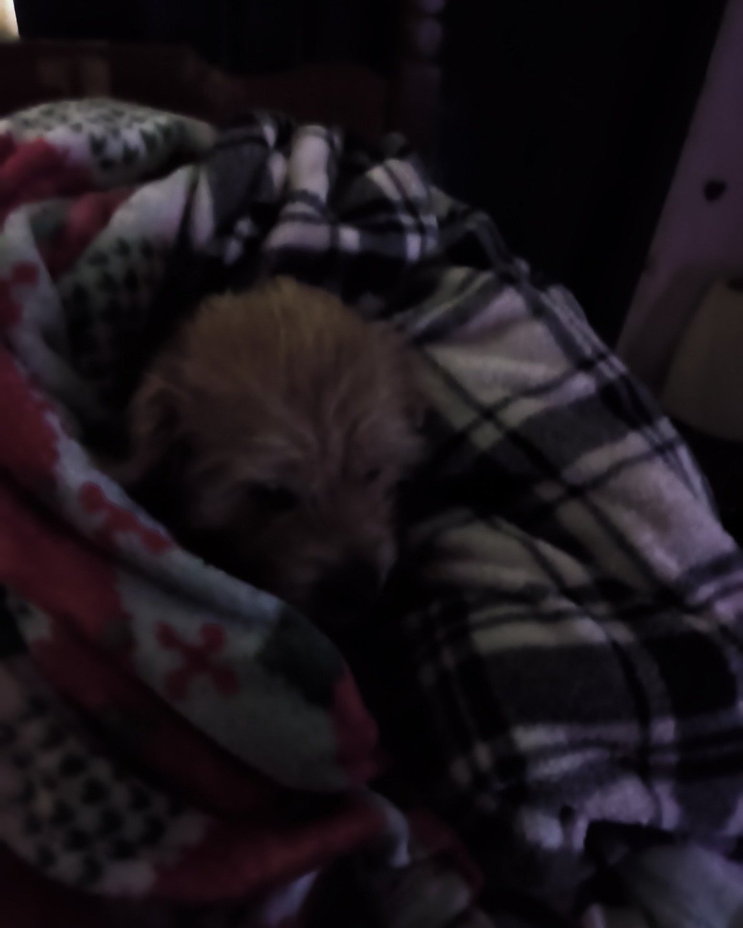 dexter the mutt. Blanket, Dog, Puppy, Cat
