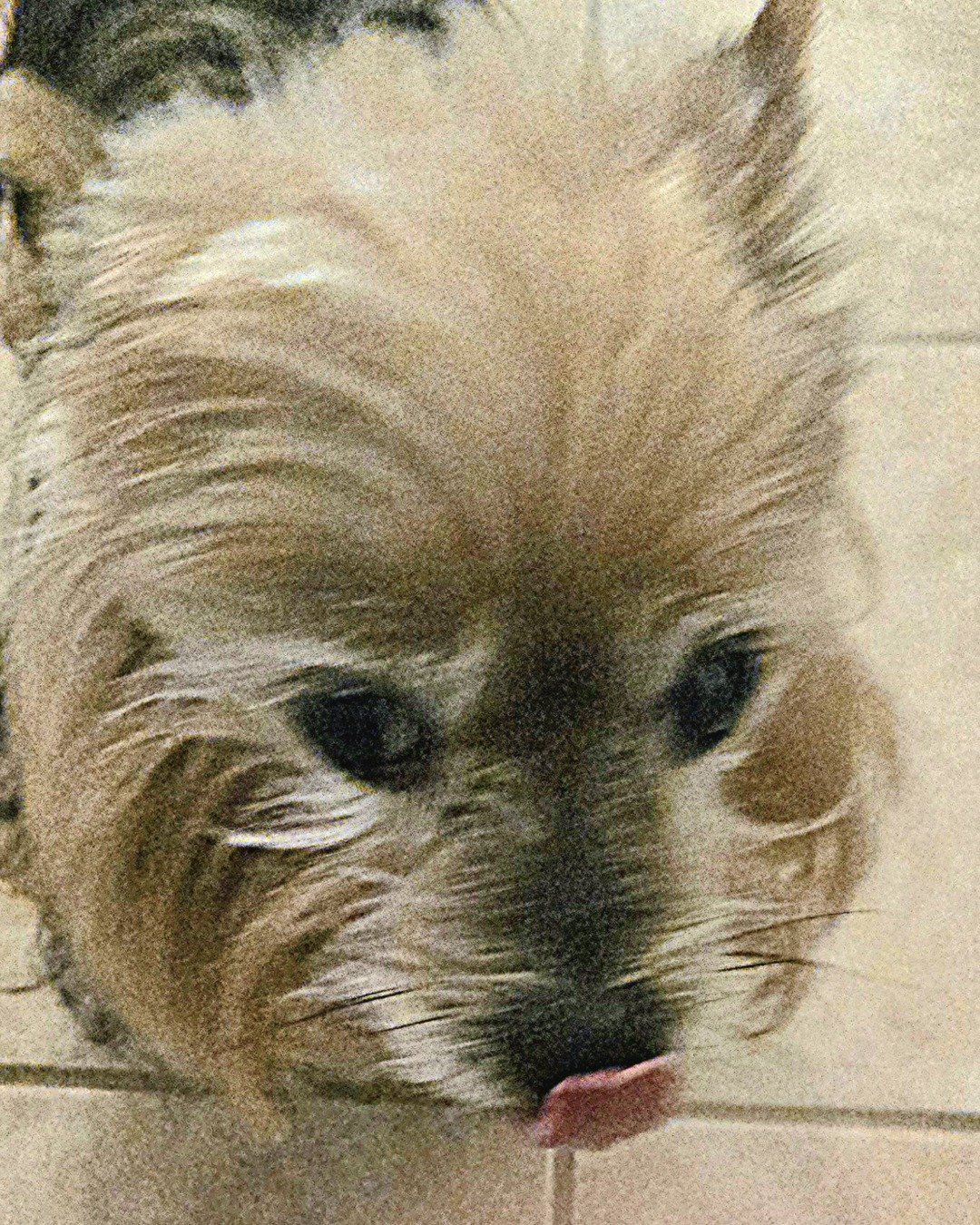 itsy the idk. Dog, Puppy, Terrier