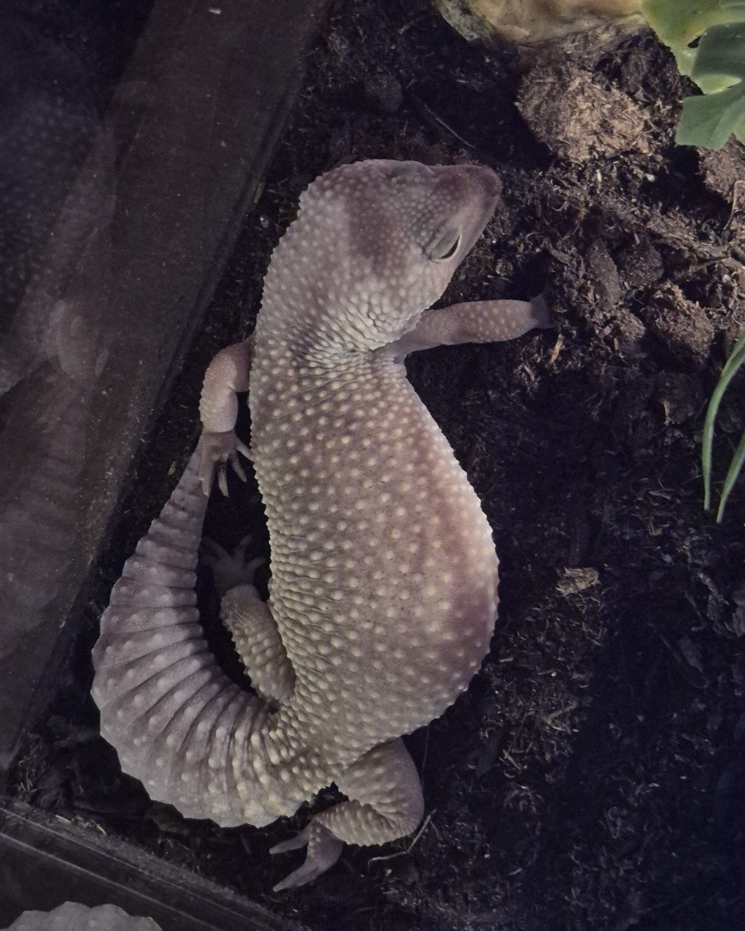 crystal the blizzard lepord gecko. Gecko, Lizard, Reptile, Anole, Plant