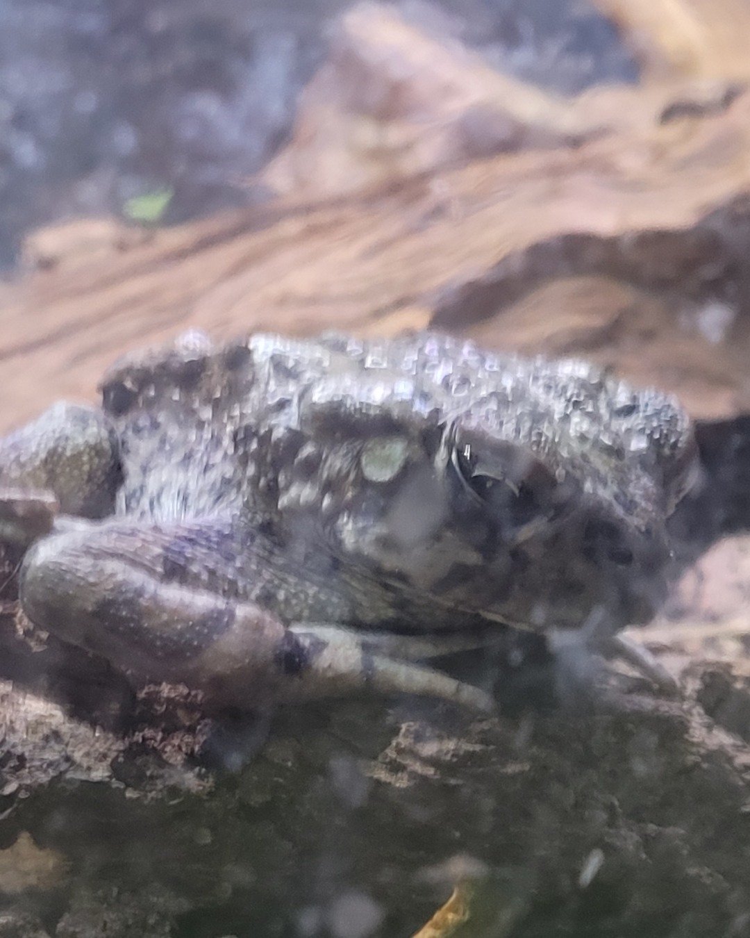 Chungus the Anaxyrus boreas halophilus. Amphibian, Frog, Toad