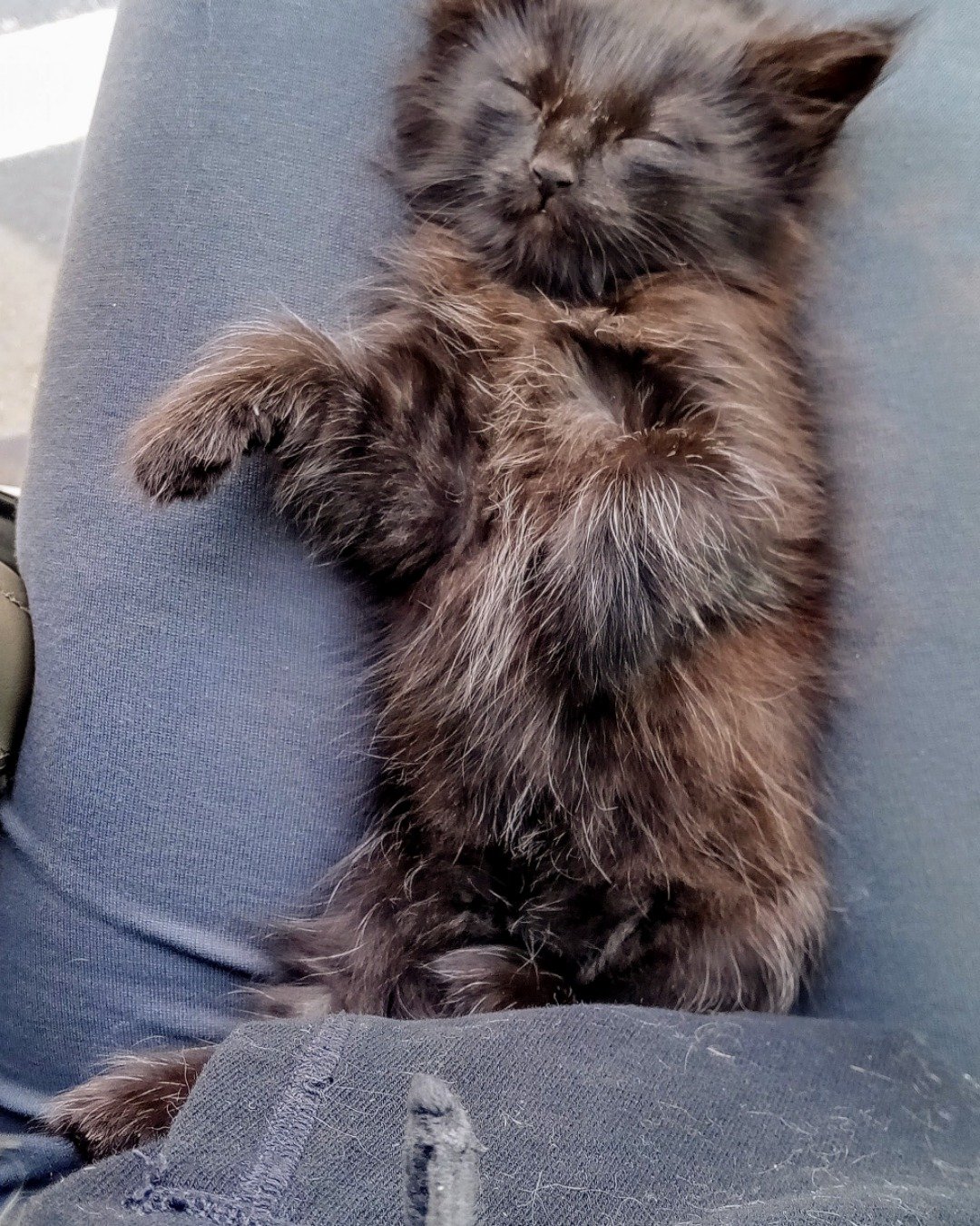 Cleopatra the Bombay. Cat, Kitten, Clothing, Pants, Couch, Furniture