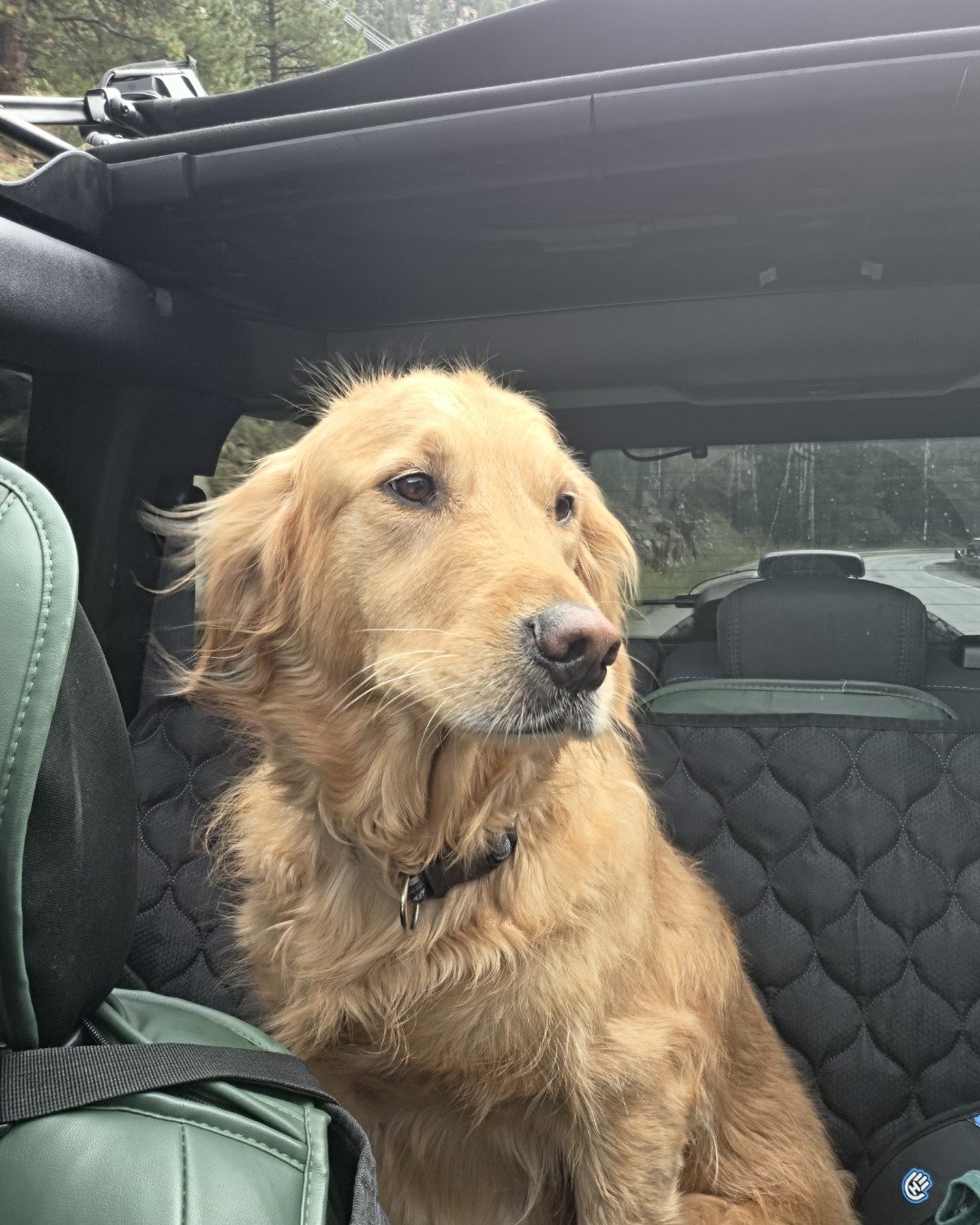 Jeffery. Dog, Golden Retriever, Cushion, Home Decor, Car, Transportation