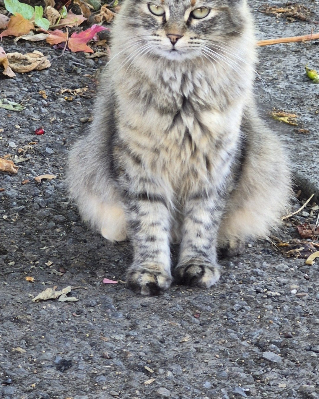 Mama/Lady cleo the tortoise shell. Soil, Road, Cat, Manx, Kitten
