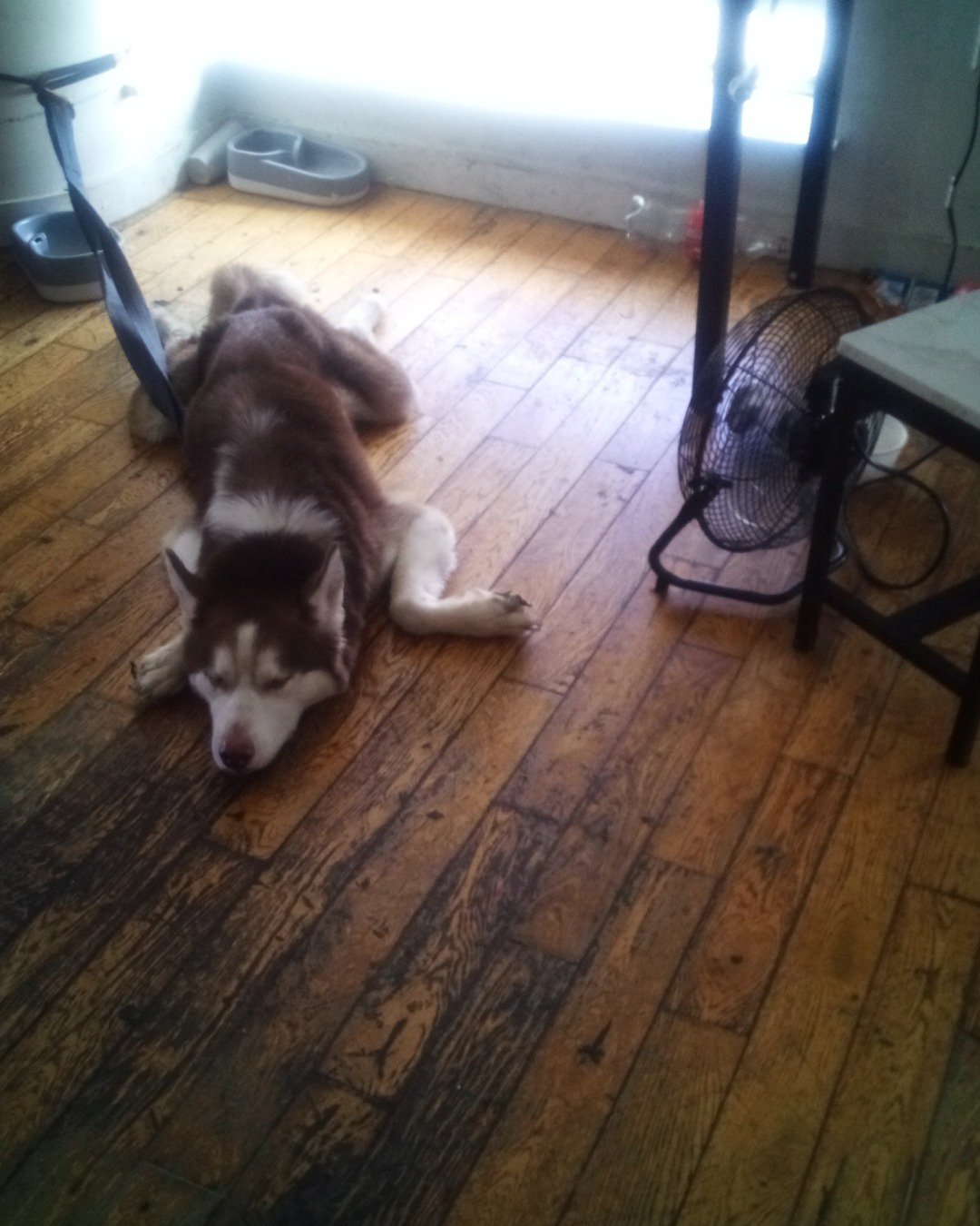 Tobias reaper the husky. Dog, Husky, Floor, Flooring, Wood, Hardwood