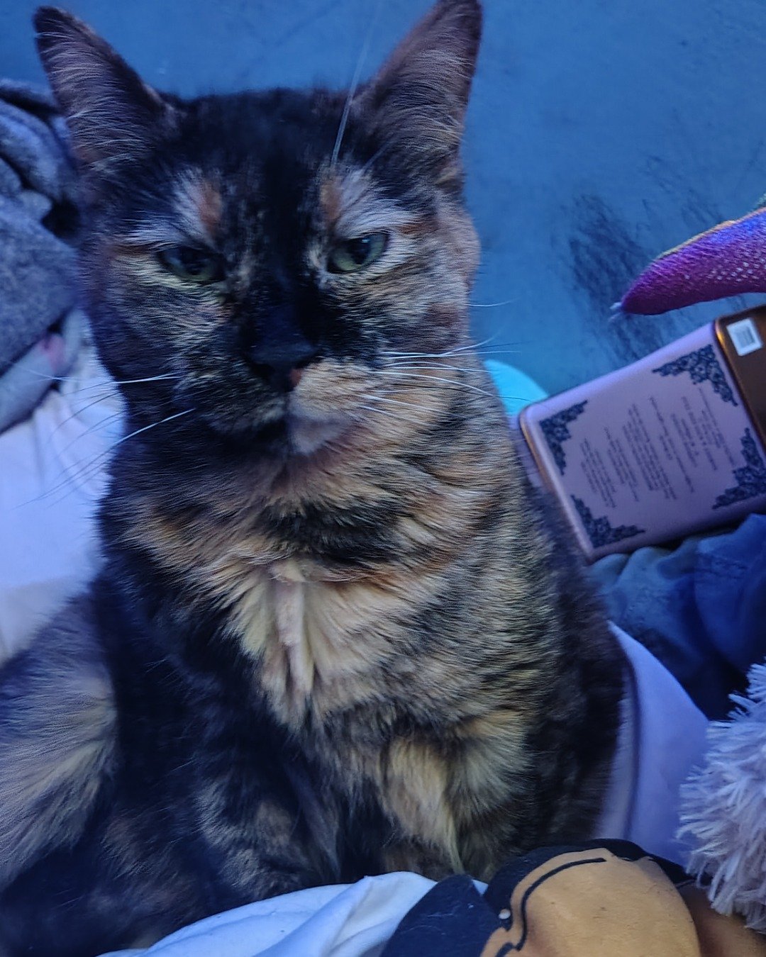 babu the turtleshell. Cat