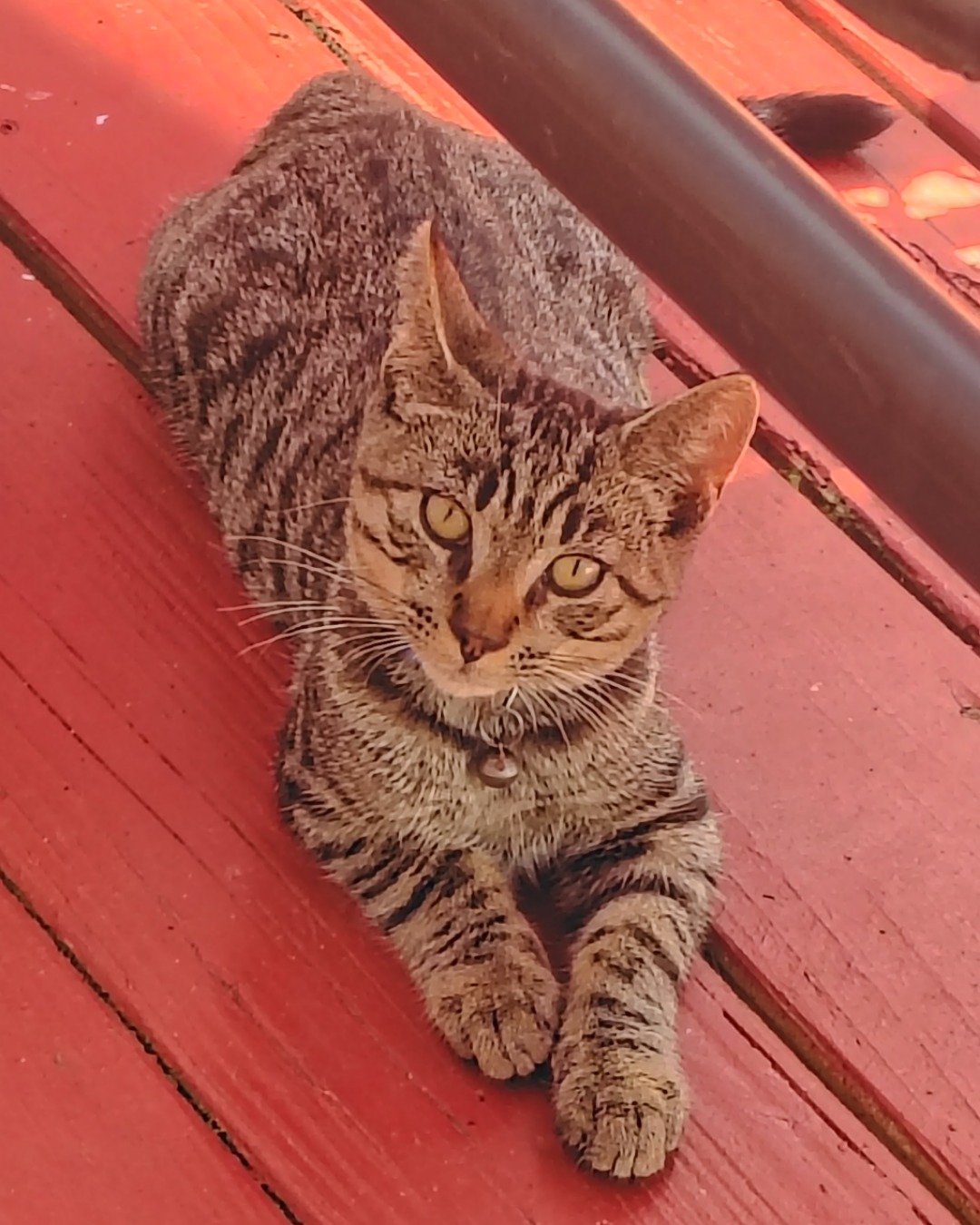 Zeus the domestic short hair. Cat, Manx, Wood, Hardwood