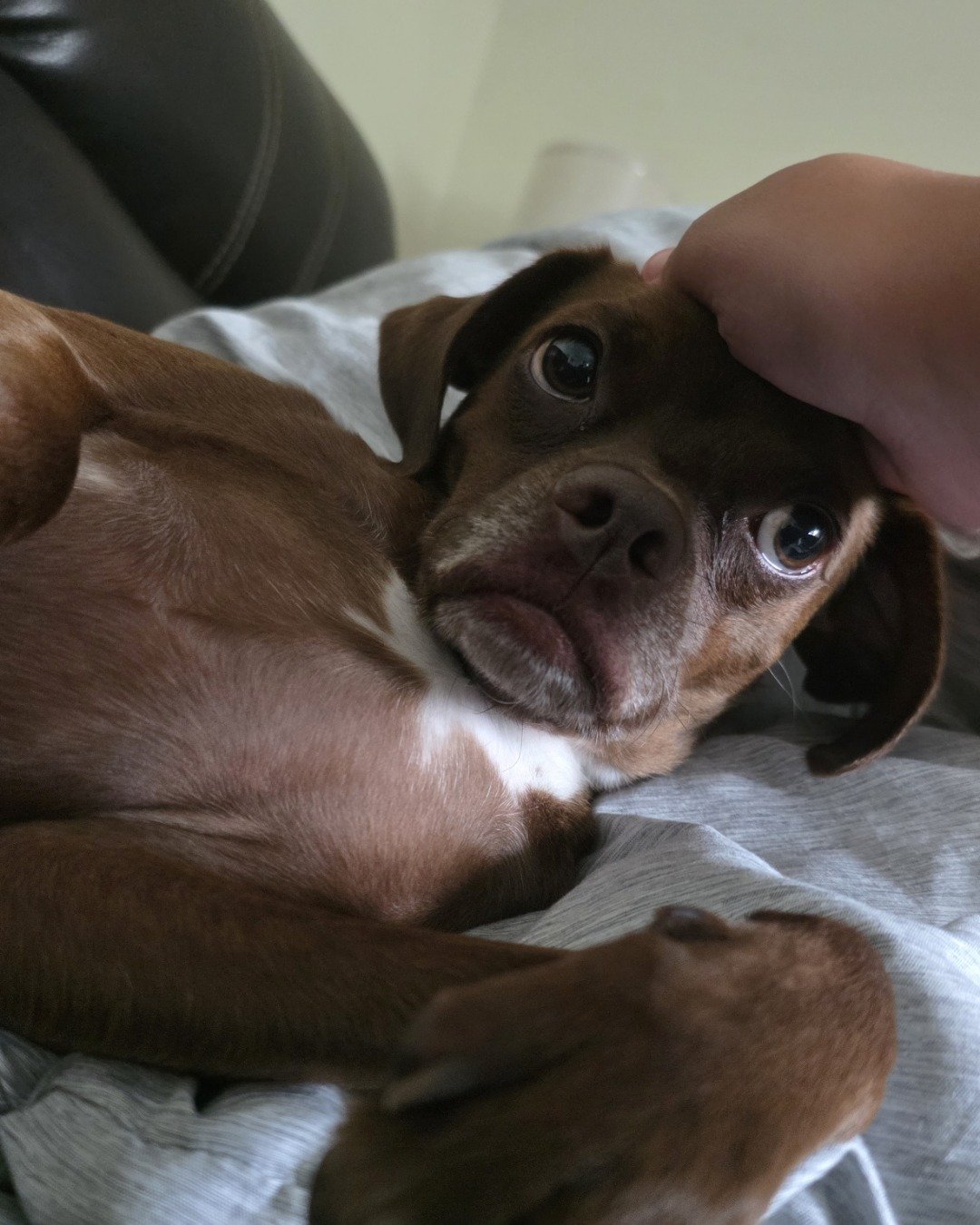 Wonka the Terrier Mix. Dog, Puppy, Hound, Boxer, Bulldog