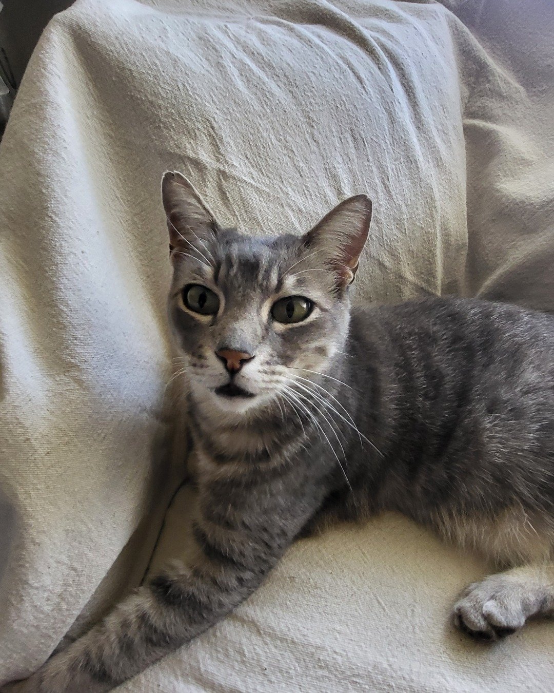 Jack the Tabby. Blanket, Cat, Kitten, Couch, Furniture