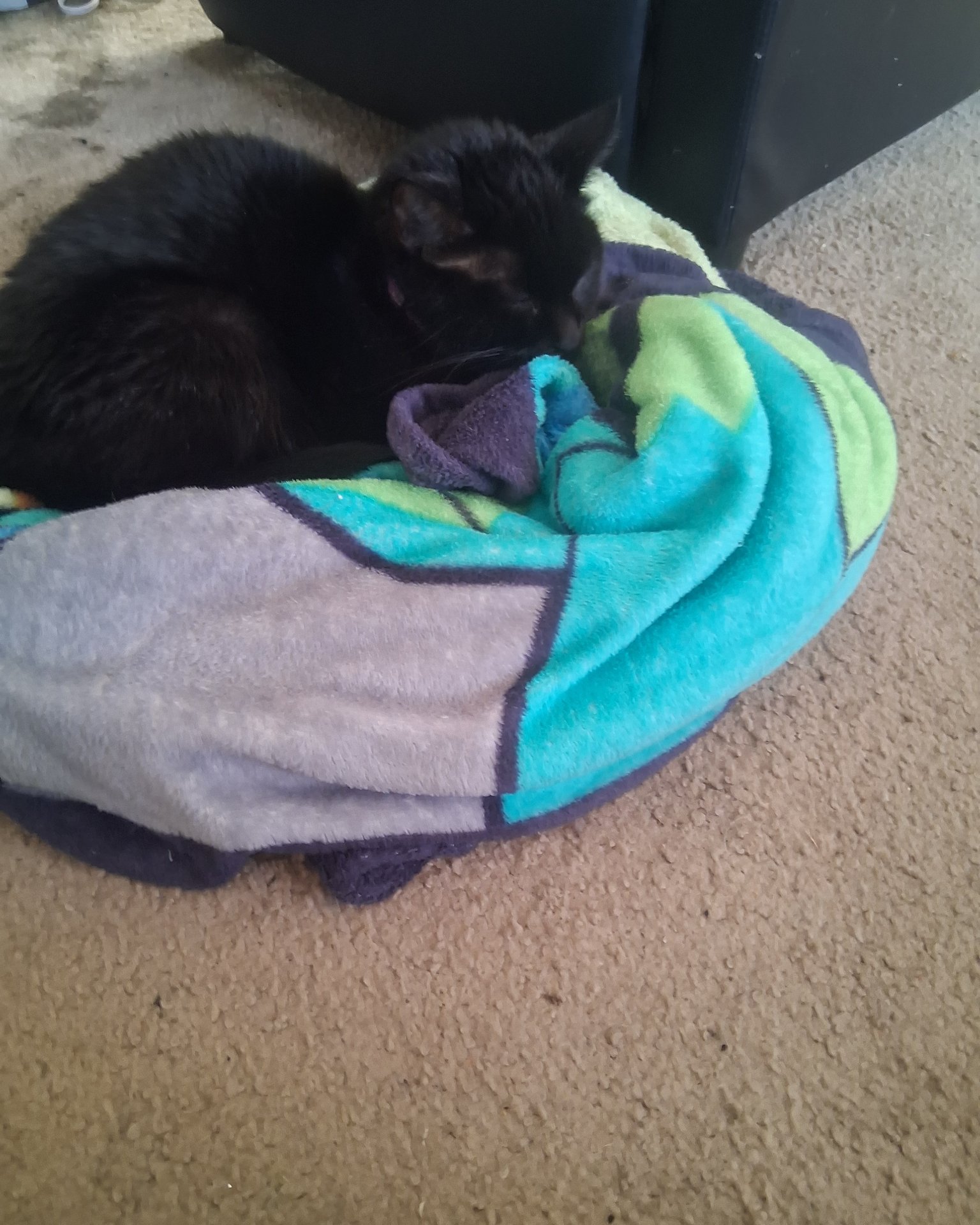 onyx. Blanket, Cat