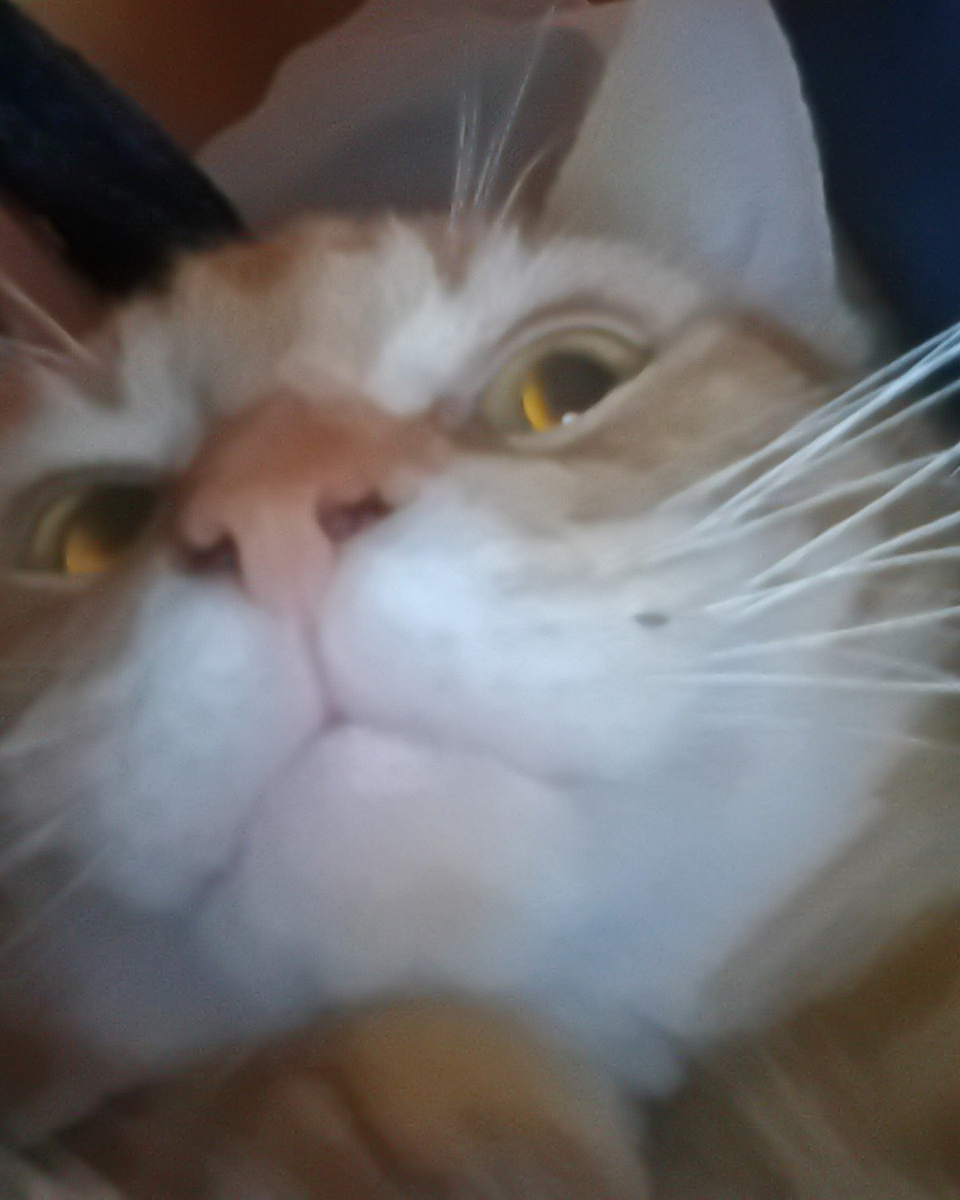 Pumpkin. Cat, Person, Kitten