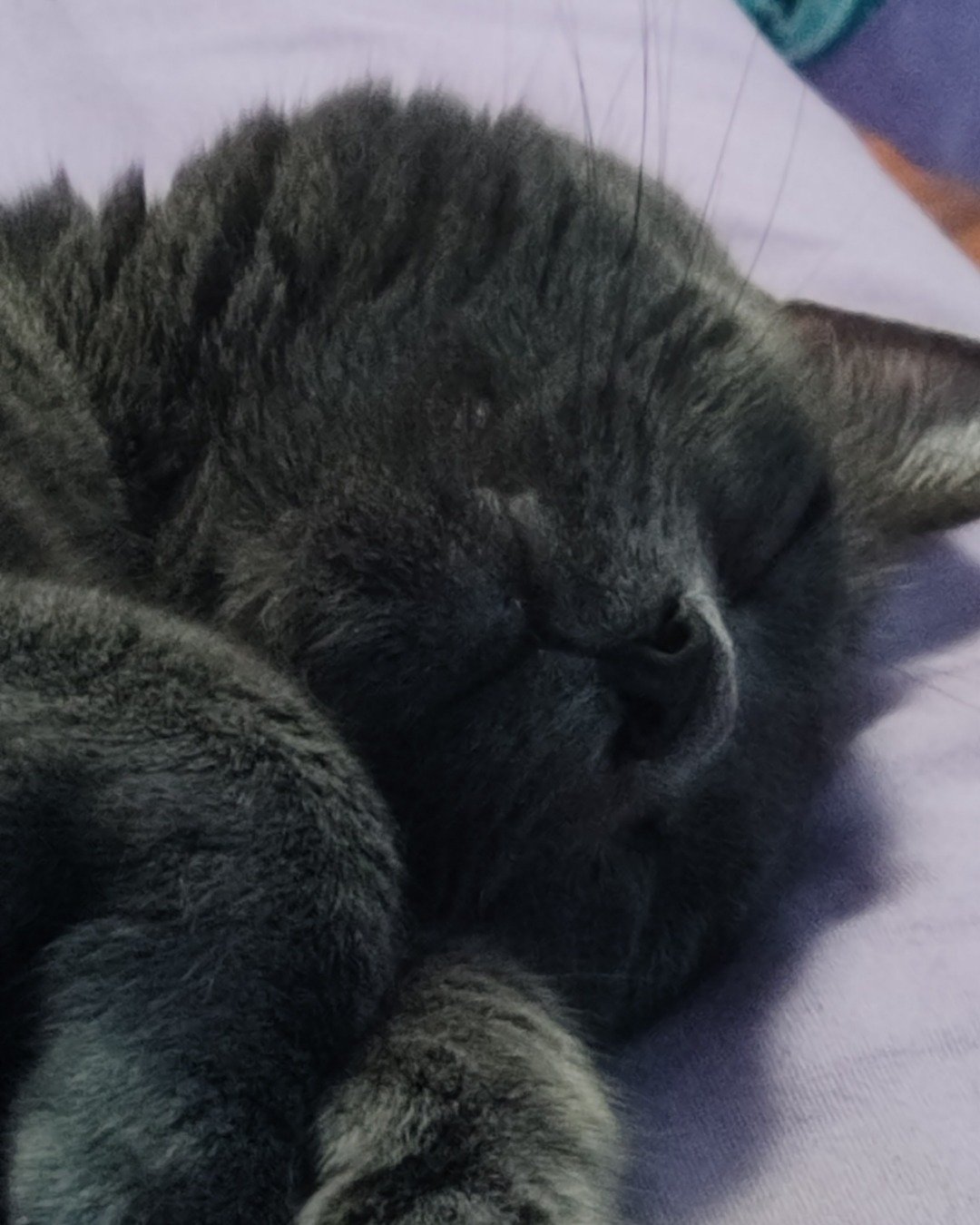 Grace the Russian Blue. Cat, Kitten