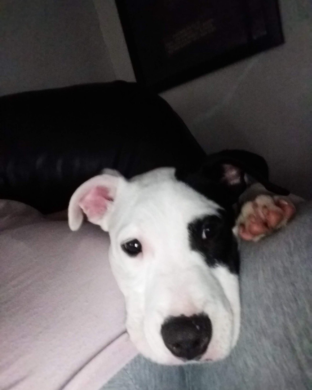 Apollo the pit mix. Dog, Puppy, Couch, Furniture, Cushion, Home Decor