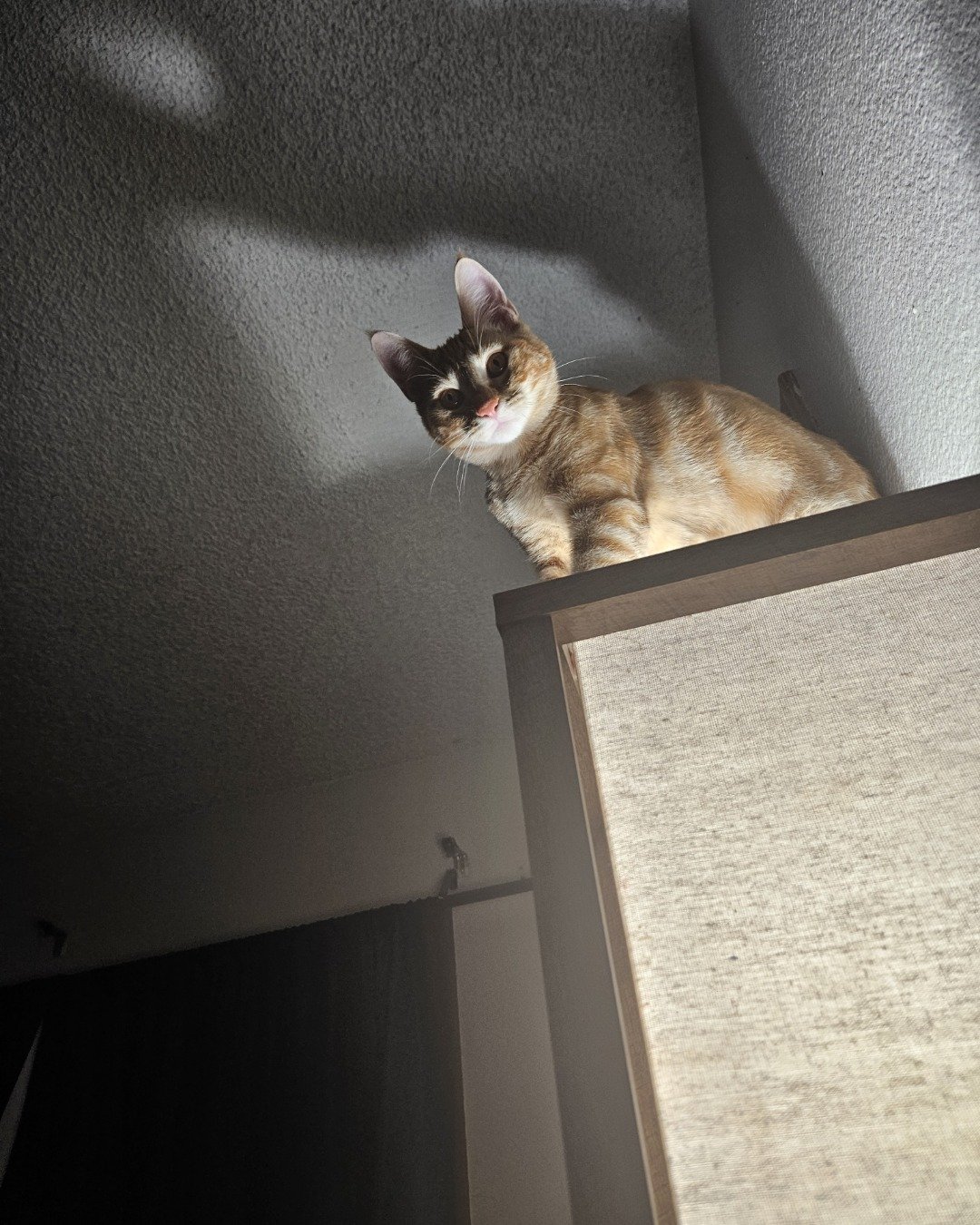 kade. Cat, Furniture, Drawer