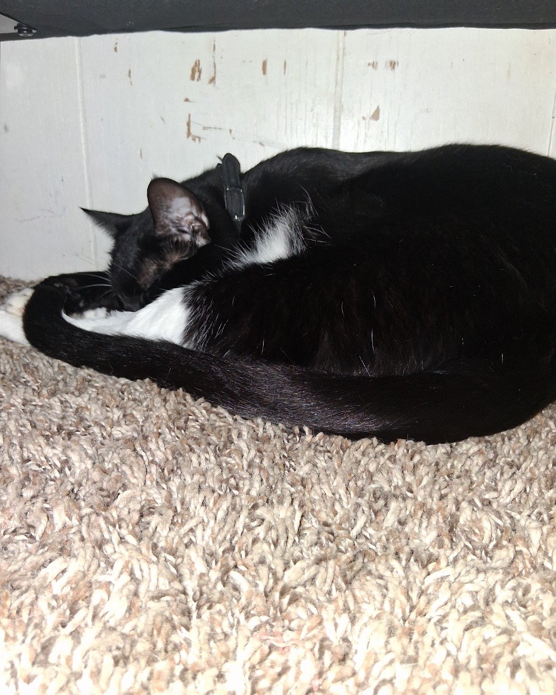 Angel the Tuxedo. Cat, Black Cat