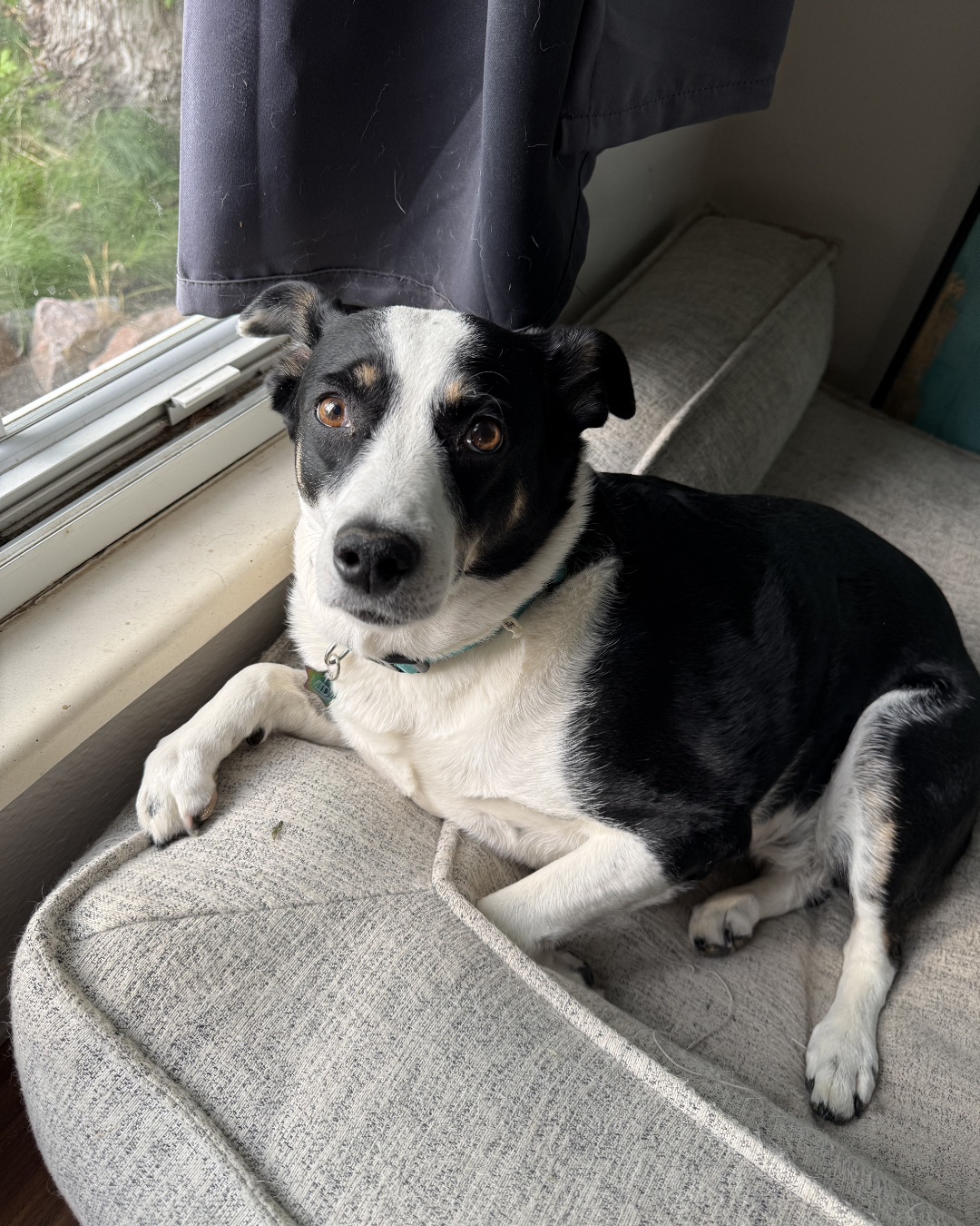 Midi — Couch, Furniture, Dog