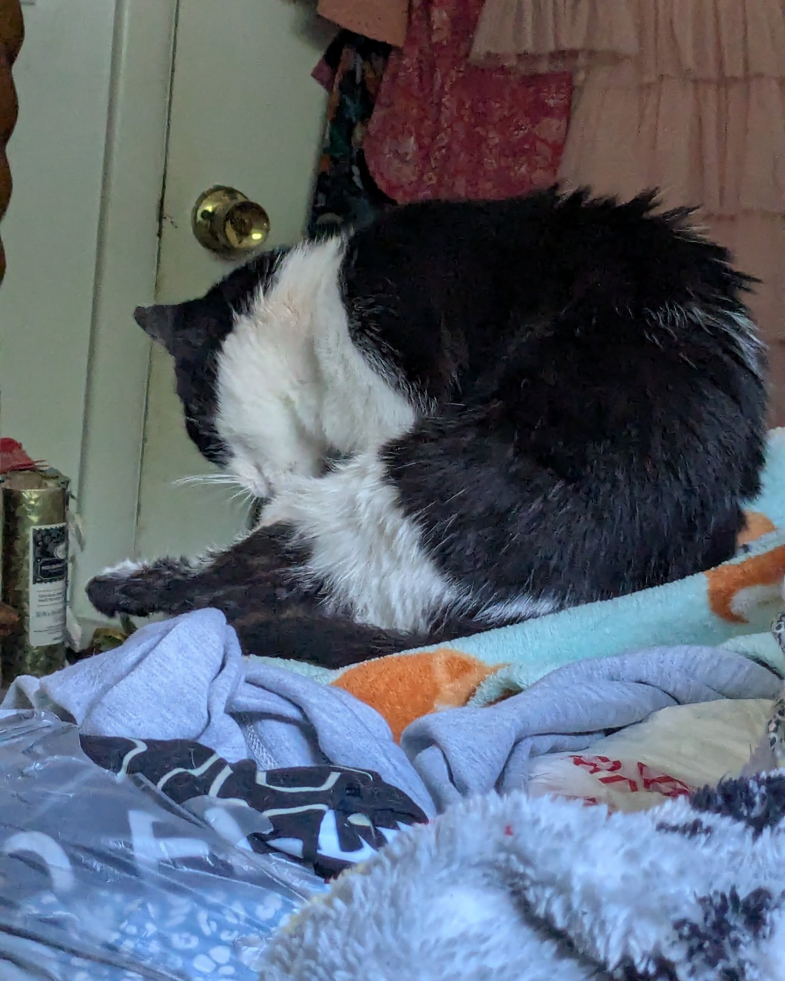Igashu the Tuxedo. Couch, Furniture, Blanket, Cat
