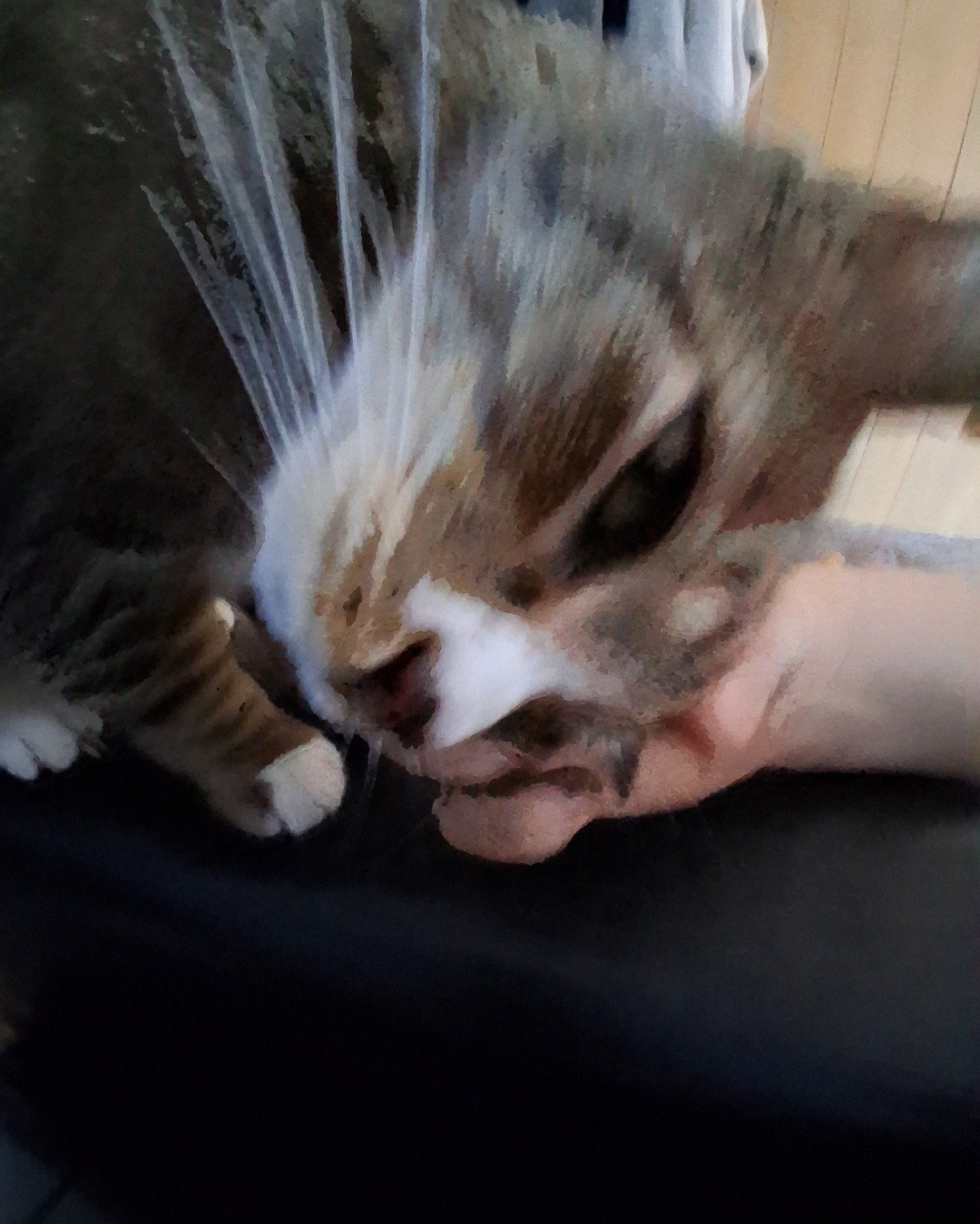 Charlie the half half orange cat and hairless cat.. Cat, Kitten, Person