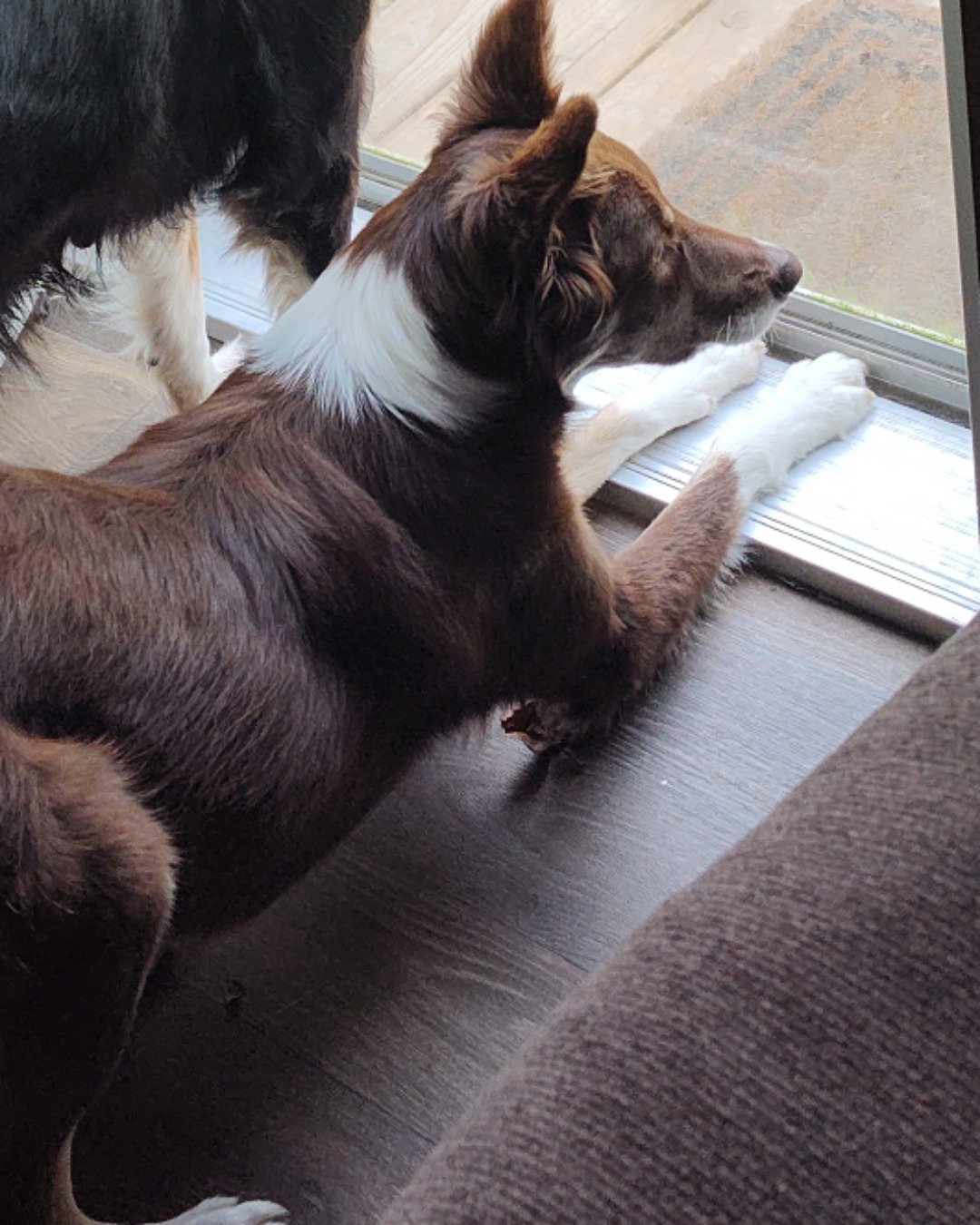 coco the Border Collie. Couch, Furniture, Dog, Puppy