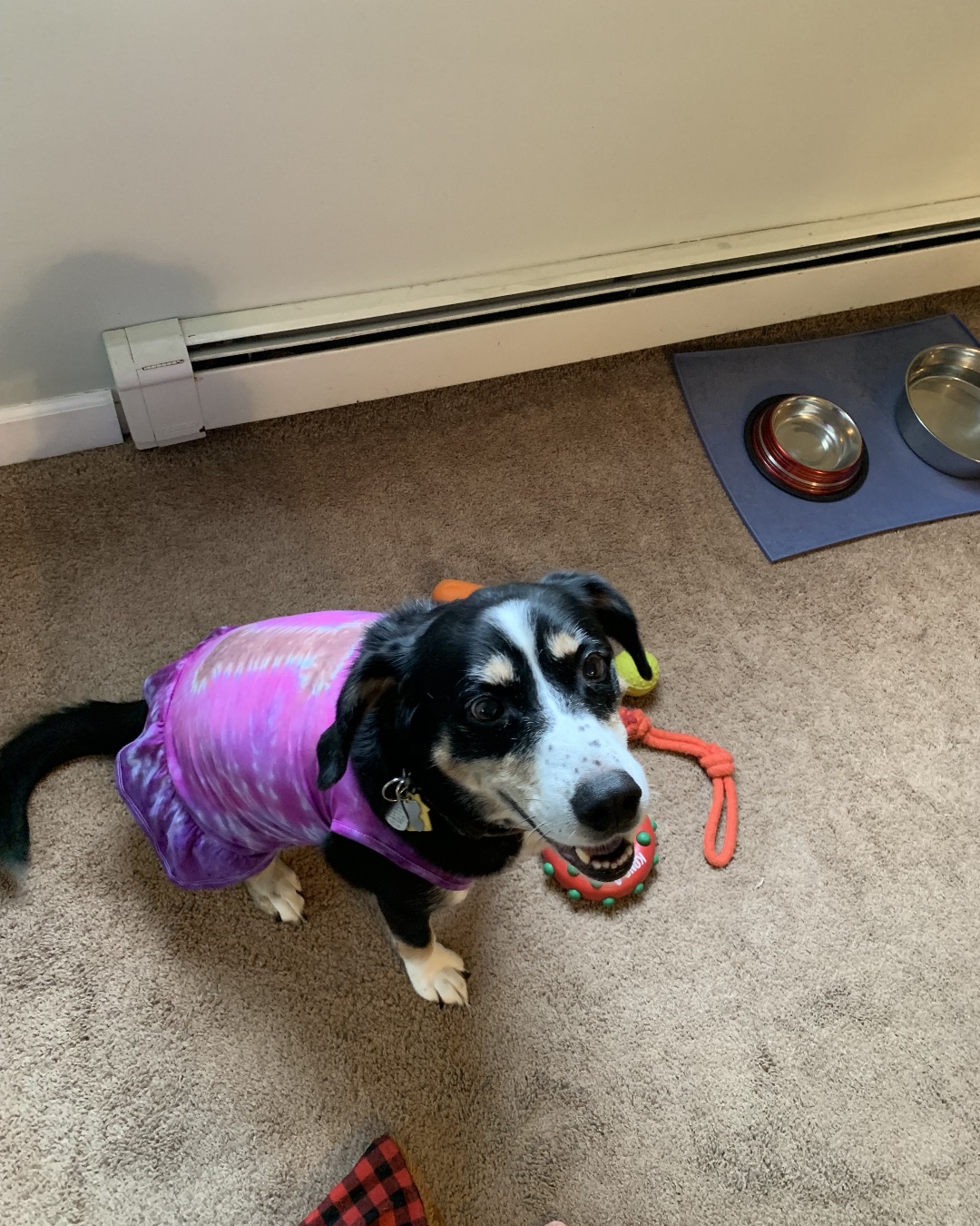 Pippi the Beagle Mix. Dog, Hound, Puppy, Purple, Floor, Flooring