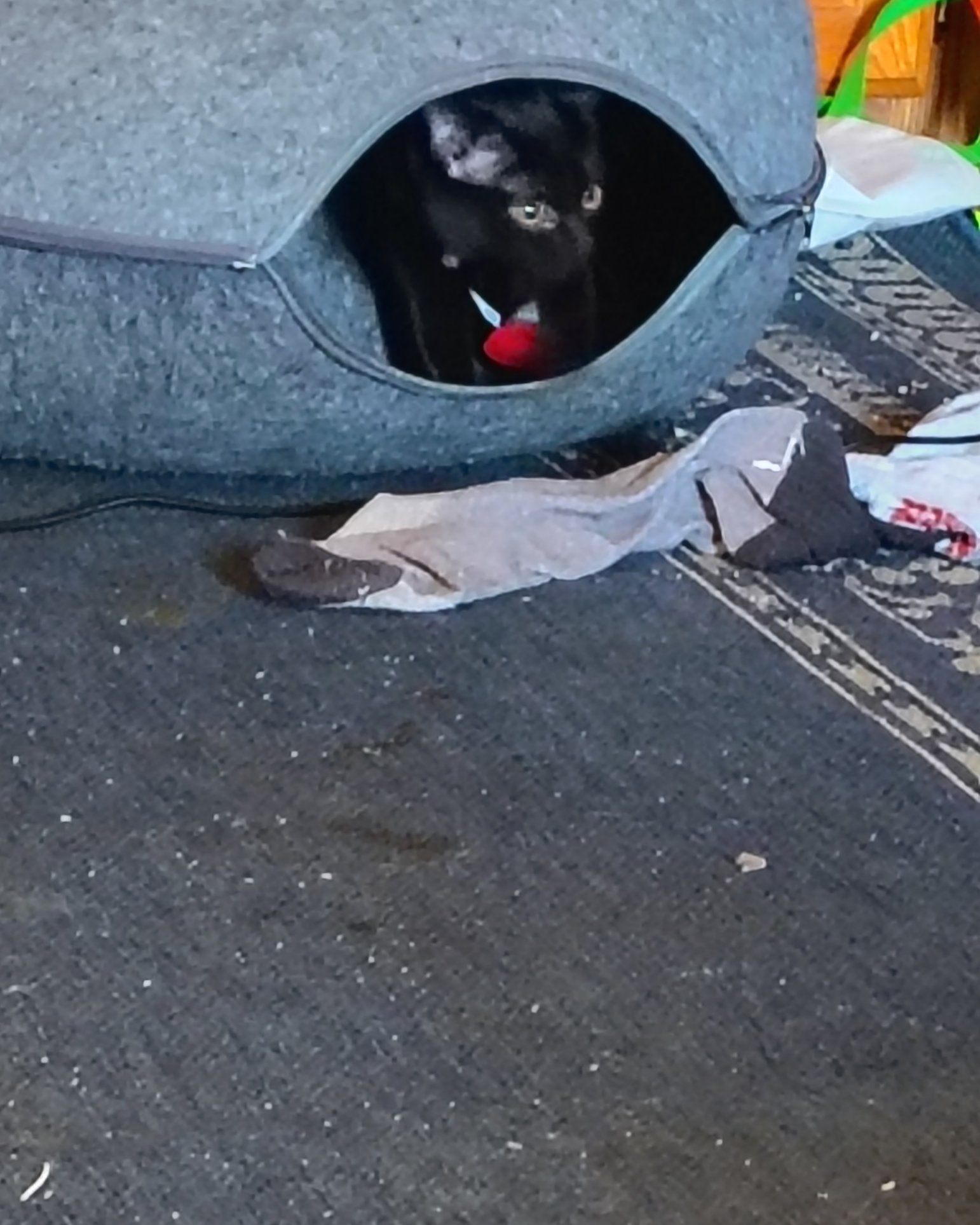 Wendsday the Black Kitty. Clothing, Footwear, Shoe, Dog, Puppy, Architecture