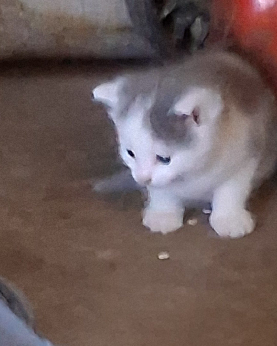 cloud. Cat, Kitten, Angora