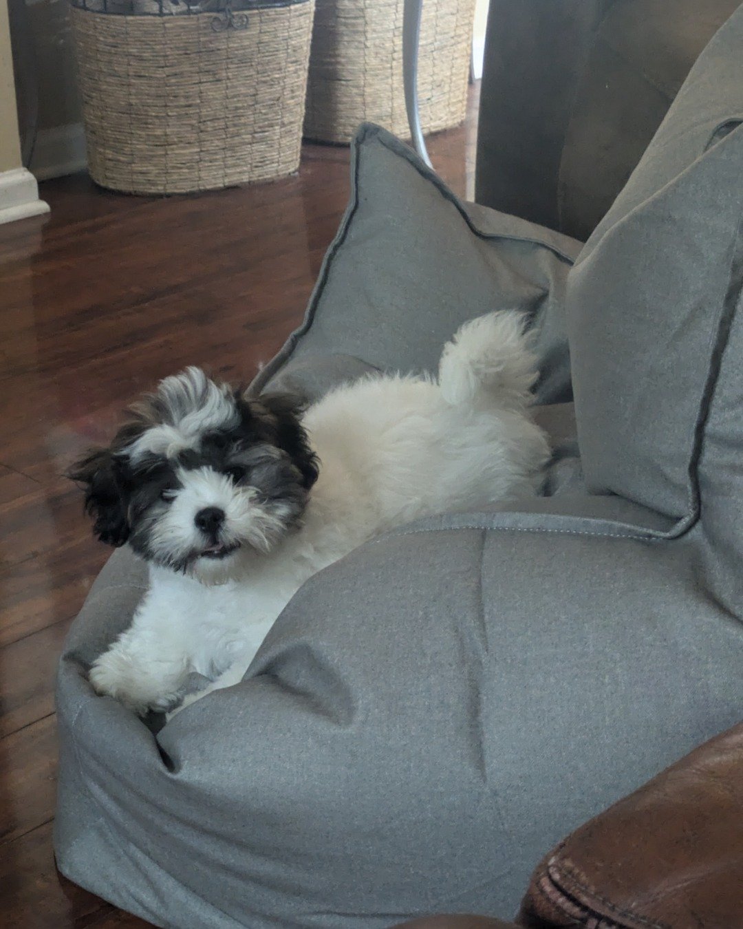 candy!🍭🍬. Dog, Puppy, Couch, Furniture, Chair, Cushion