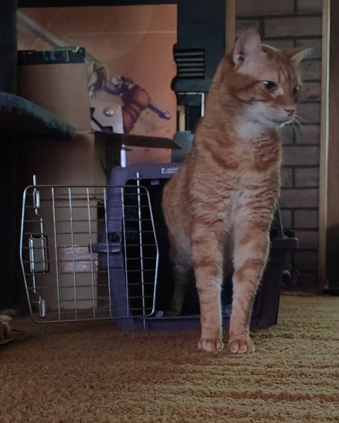 Harry the Ginger. Den, Indoors, Cat