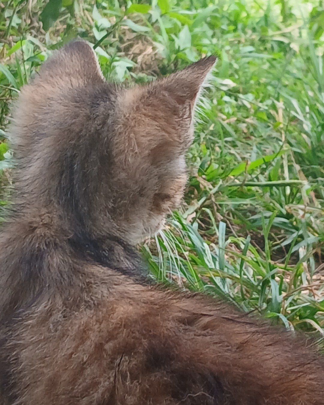 willow the tabby. Bear, Grass, Plant, Cat, Kitten