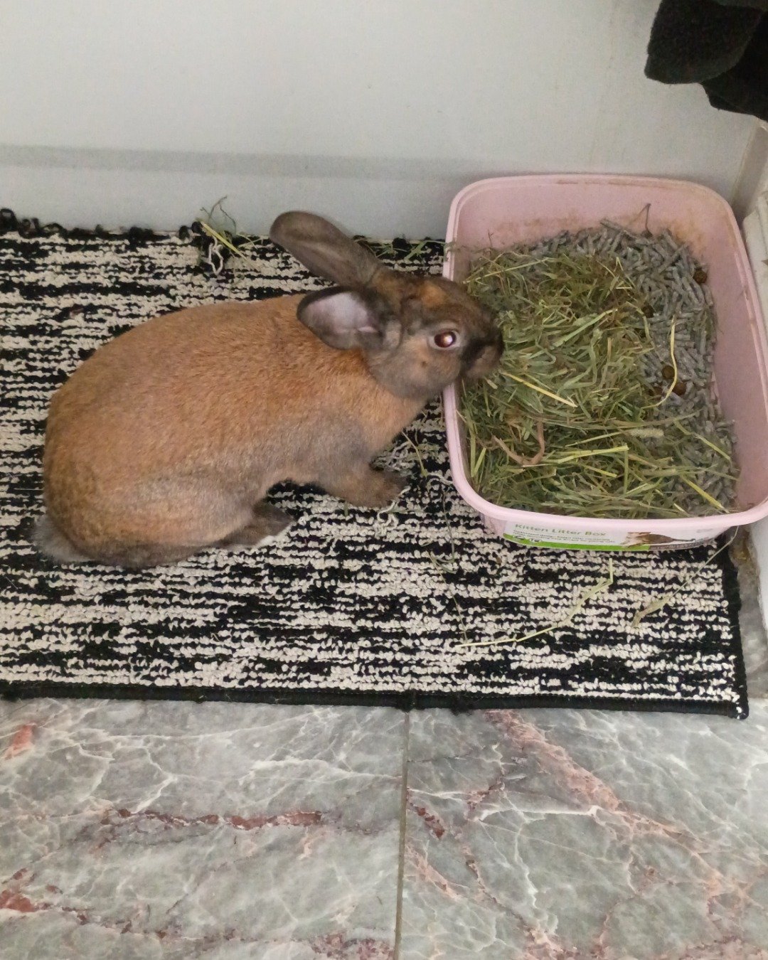Dravina the Bunny. Rabbit, Dog