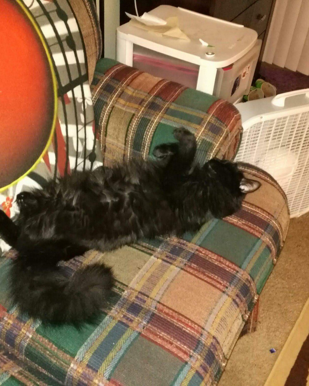 Sylvester the Unsure. Couch, Furniture, Cushion, Home Decor, Cat, Dog