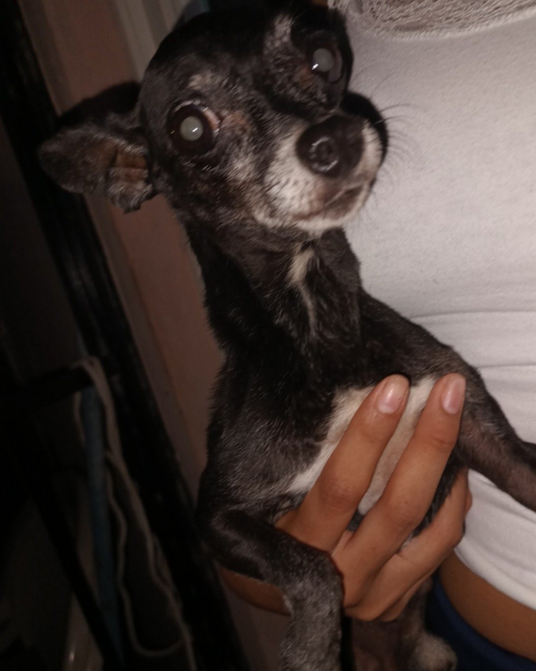 Balu the Chihuahua. Chihuahua, Dog
