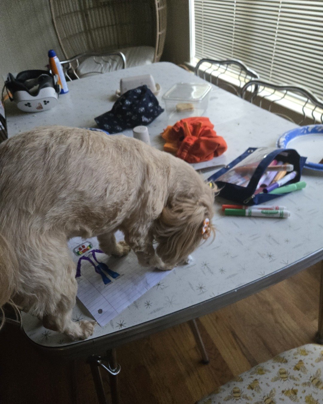 Penelope the Shih Tzu. Furniture, Table, Dining Table, Coffee Table, Architecture, Building