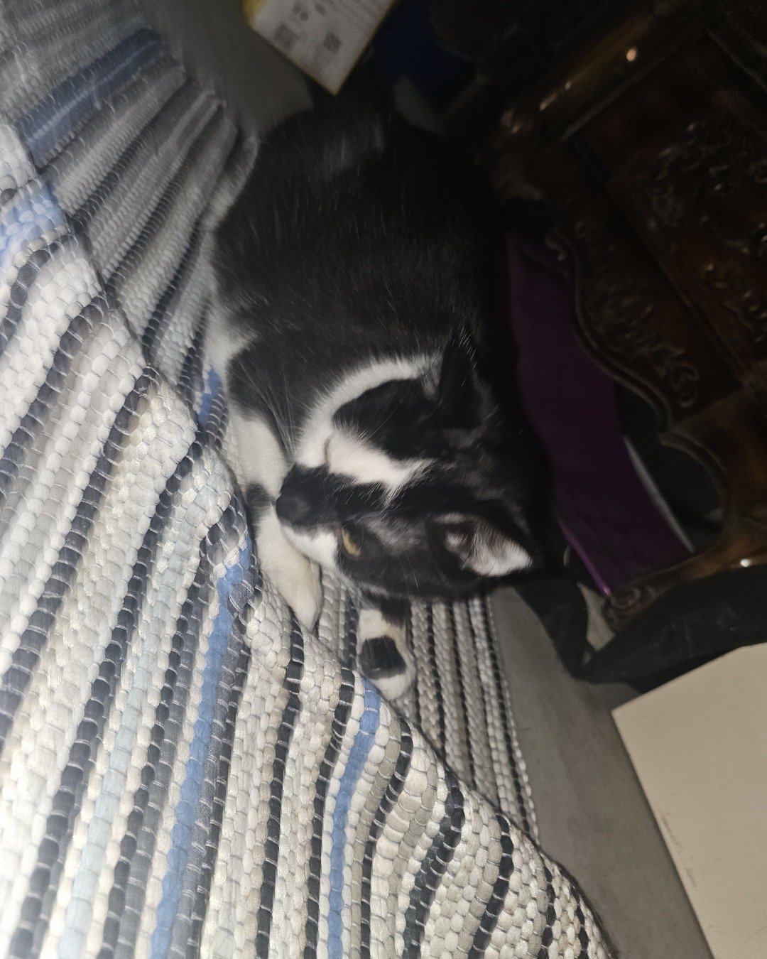little bit the idk. Furniture, Cat, Kitten, Home Decor, Person, Sleeping