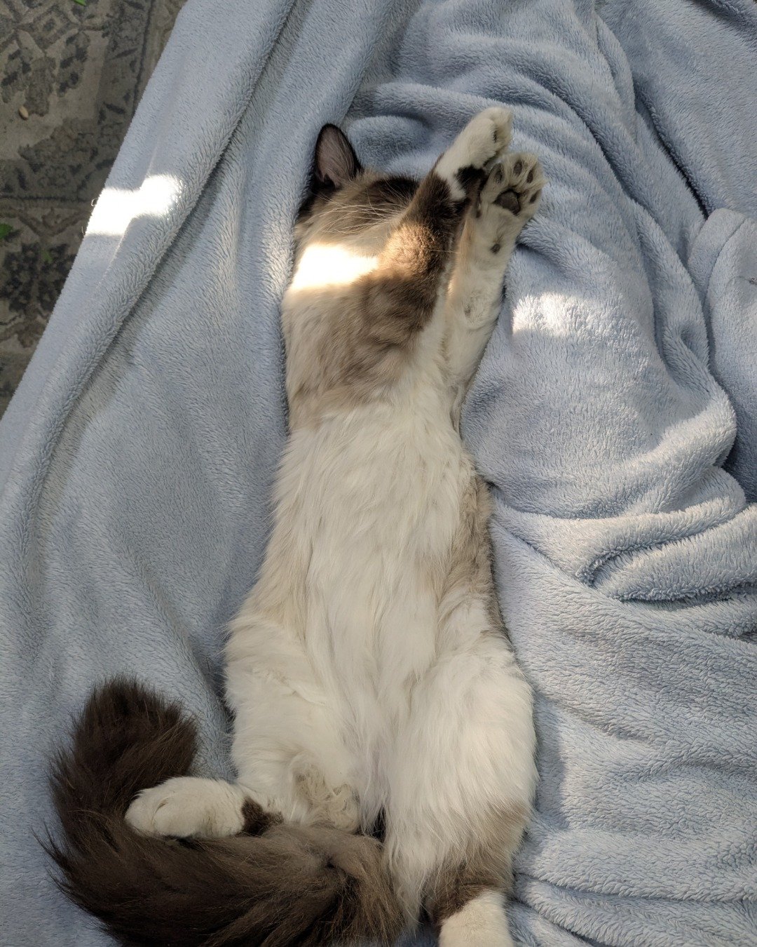 Merlin the ragdoll. Person, Sleeping, Blanket, Cat, Kitten
