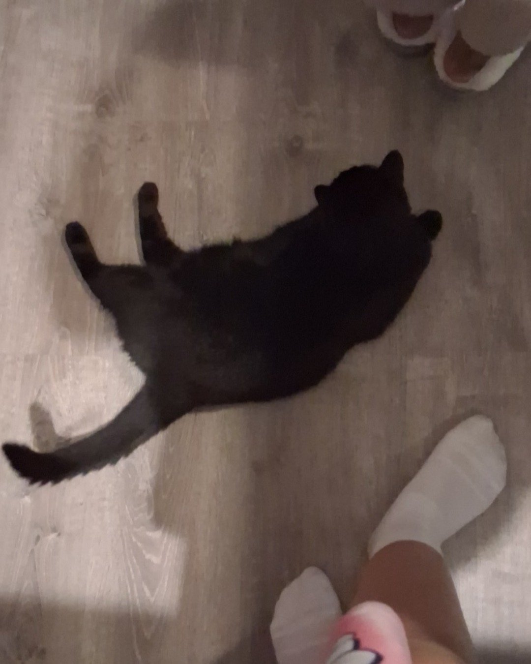 zoe the black cat. Clothing, Footwear, Sandal, Shoe, Cat