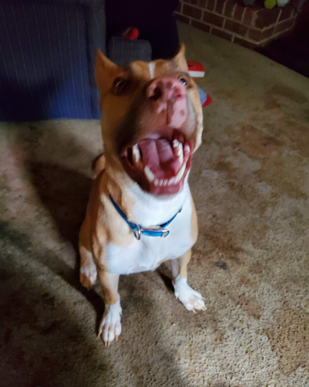Gizmo the Basenji/Pit Mix. Body Part, Mouth, Person, Teeth, Accessories, Strap