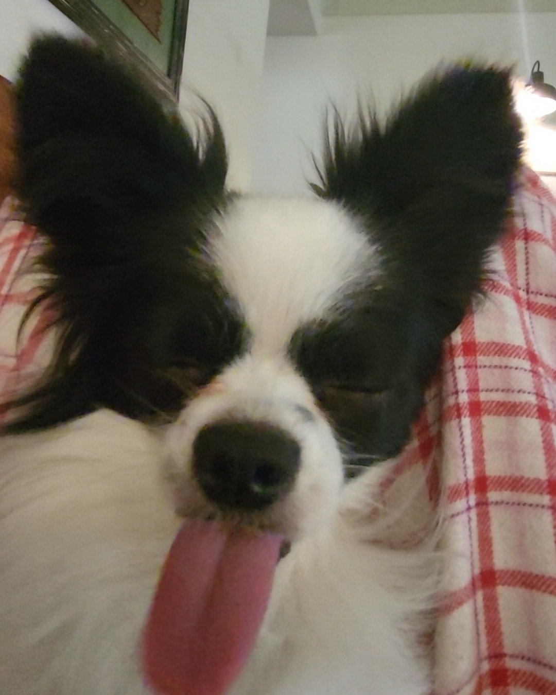 Danny the Long haired Chihuahua. Cocker Spaniel, Dog, Papillon, Puppy