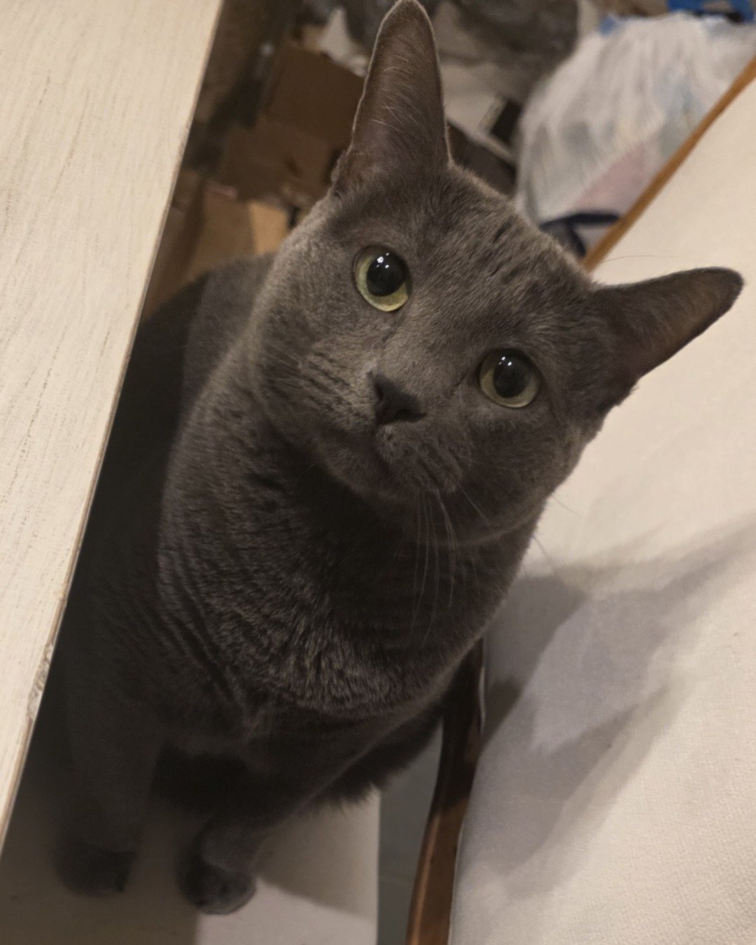 Cotton the Korat. Cat