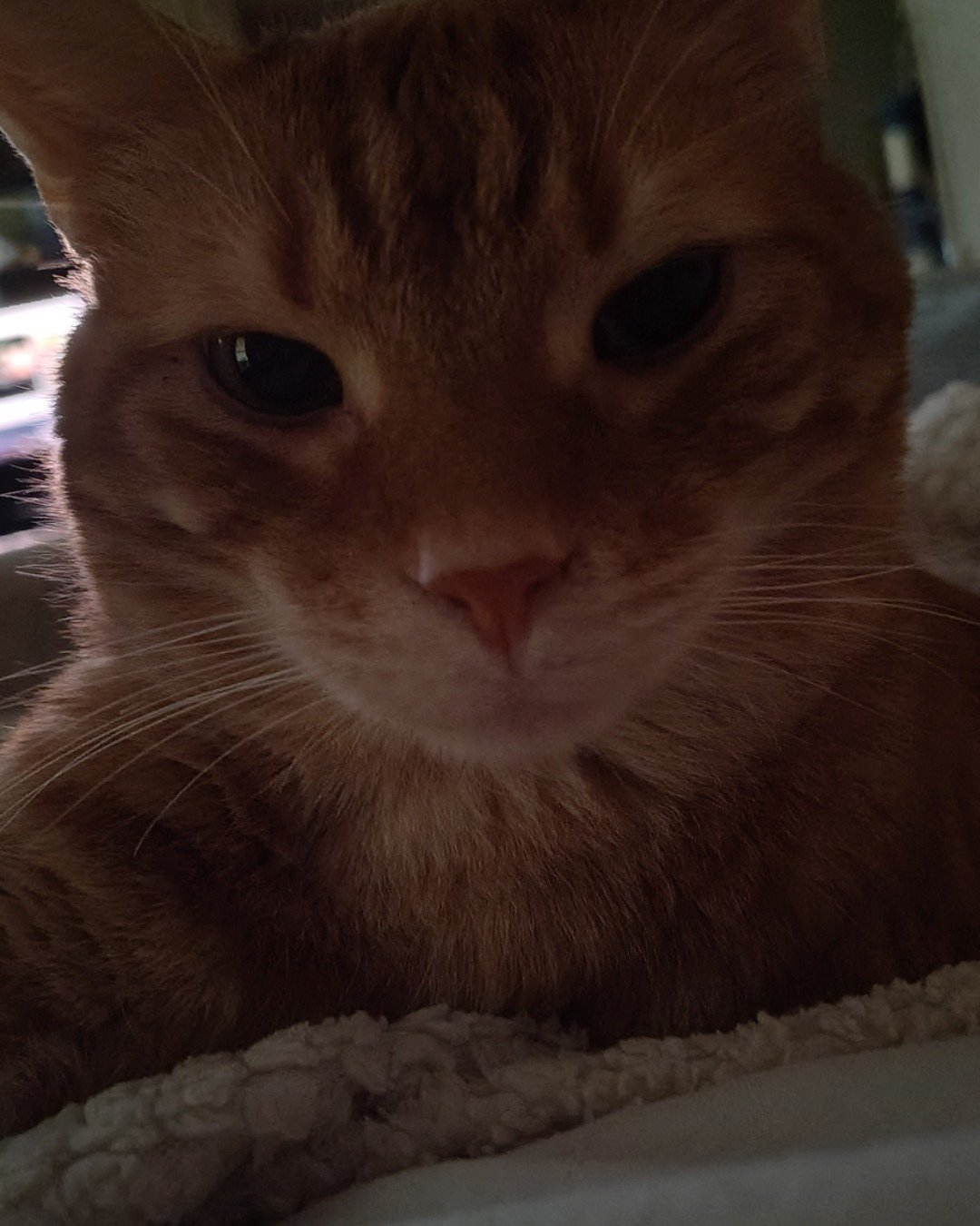 Harry the Ginger. Abyssinian, Cat