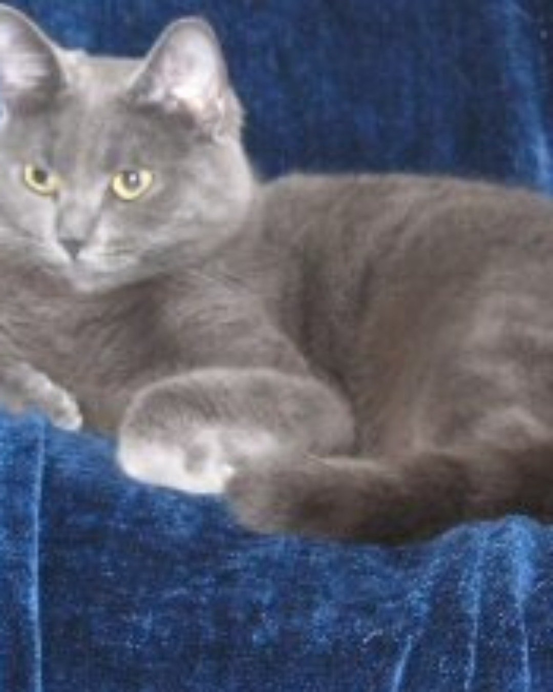 In memory of Athena the Grey shorthair. Cat, Abyssinian